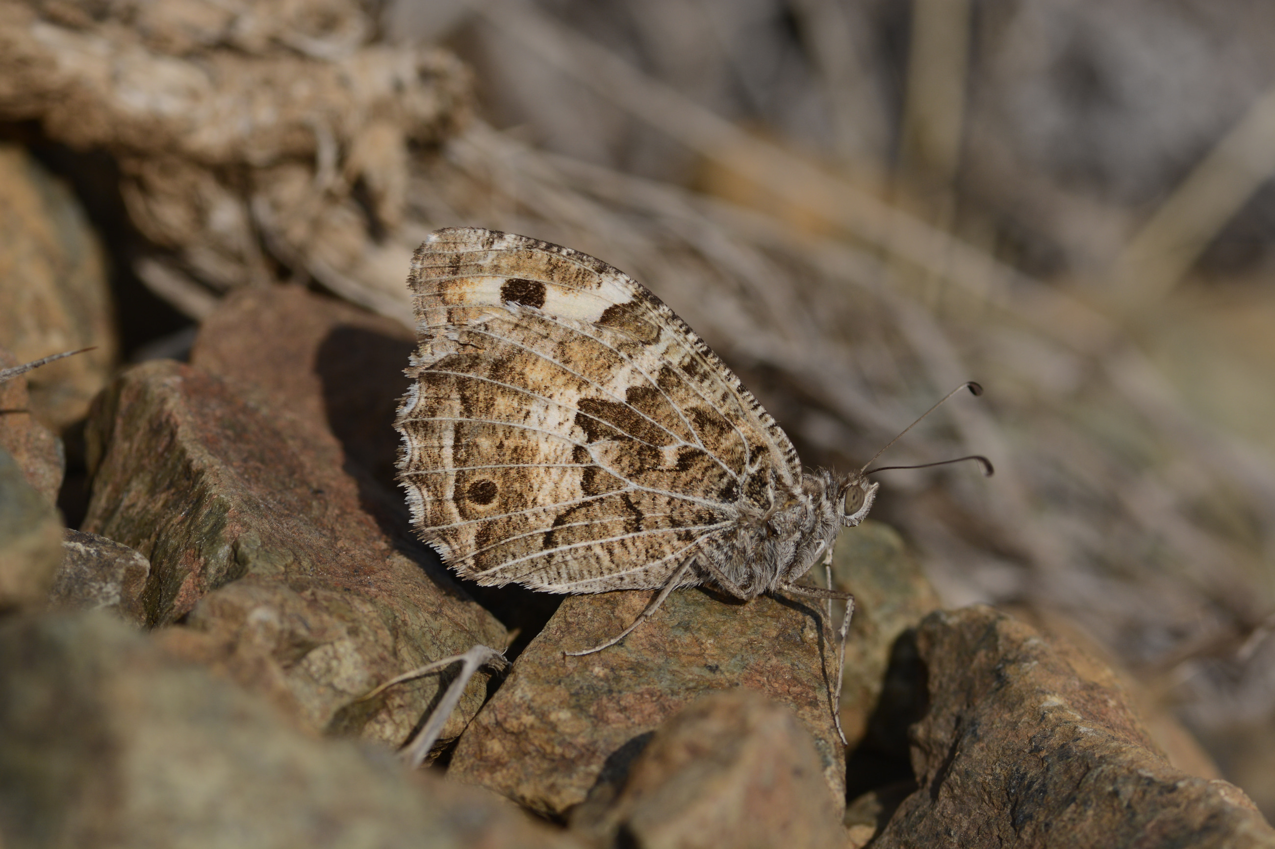 Chazara anthe (Stepcadısı) butterfly photo