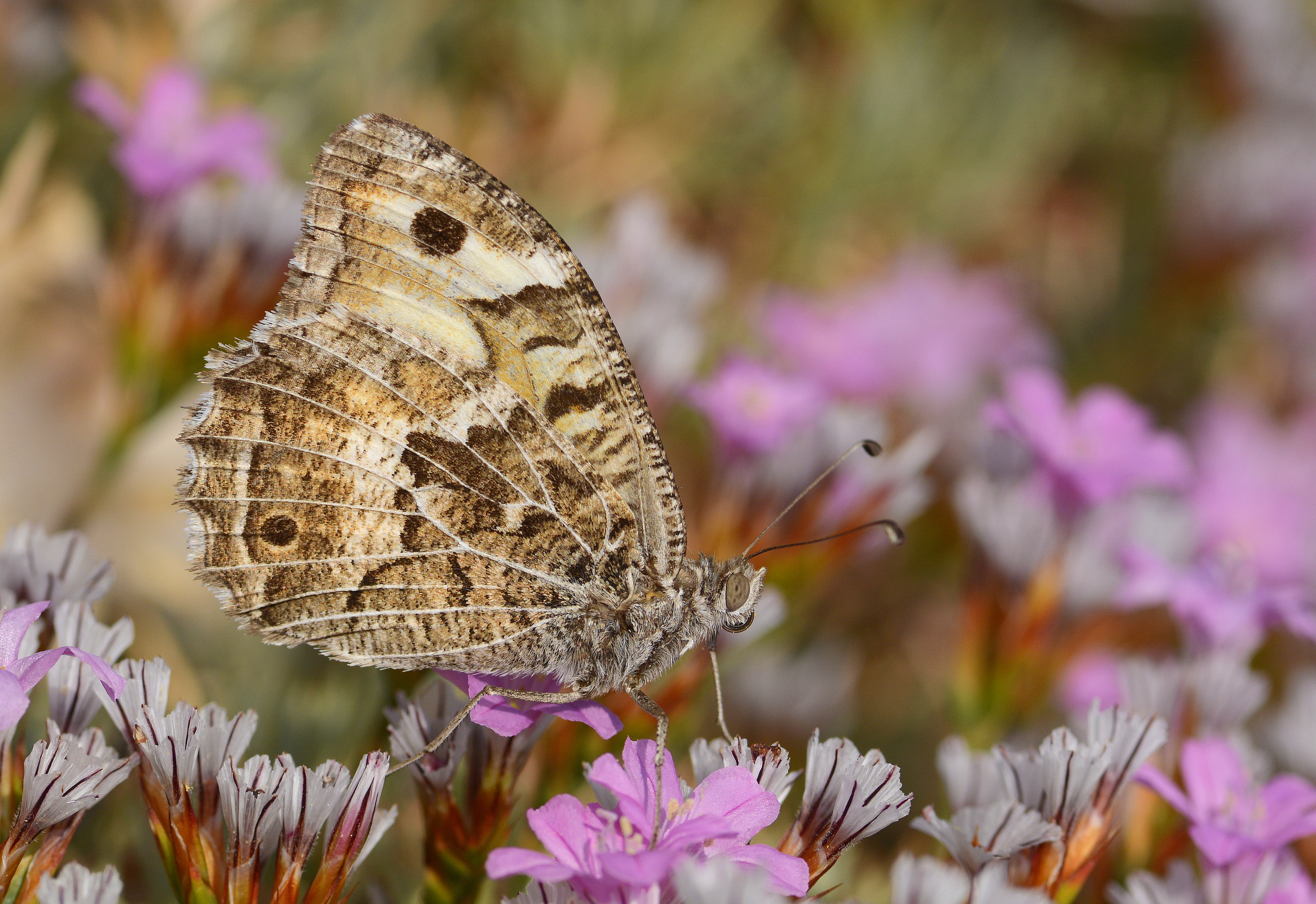 Chazara anthe (Stepcadısı) butterfly photo