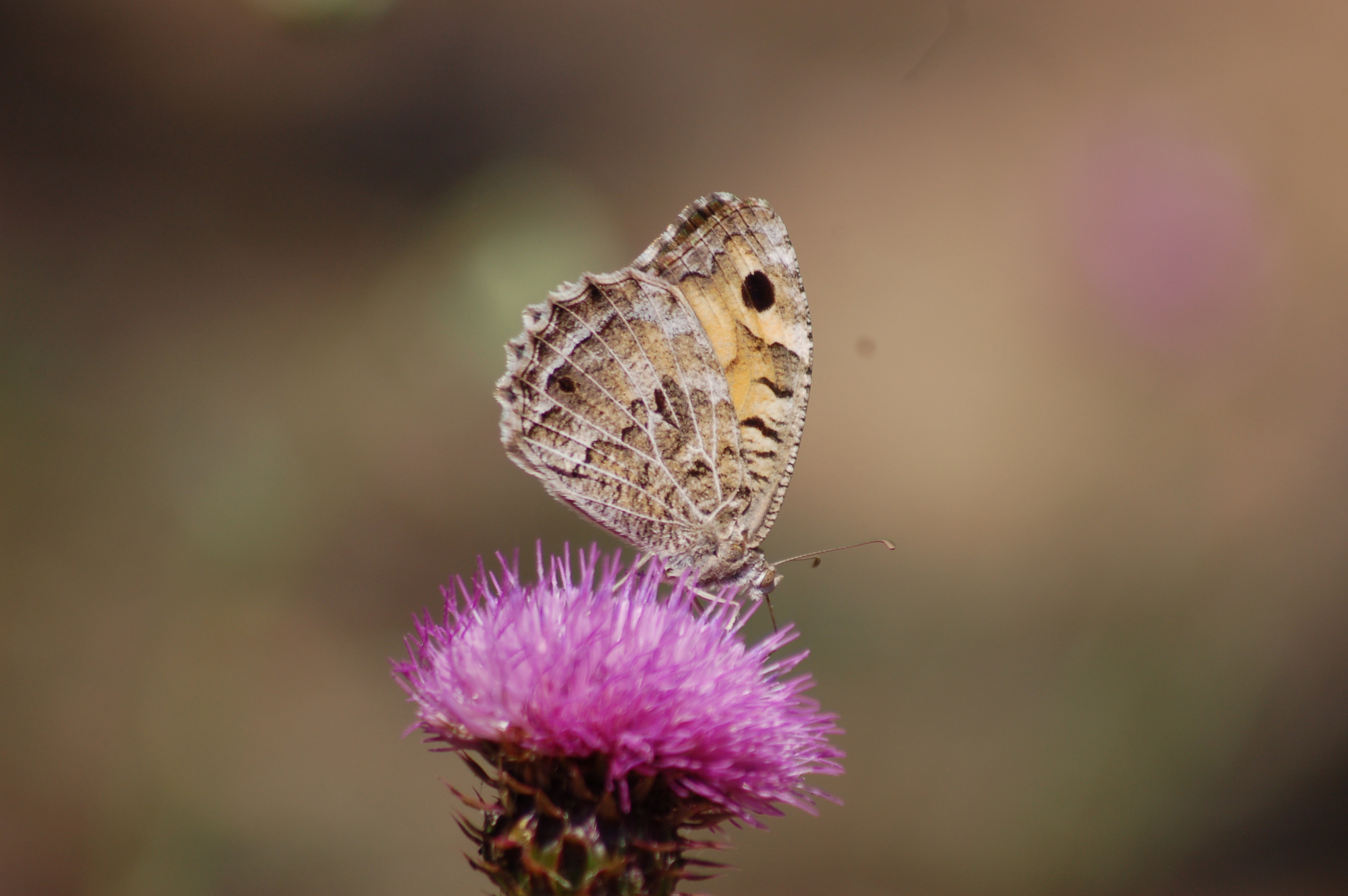 Chazara anthe (Stepcadısı) butterfly photo