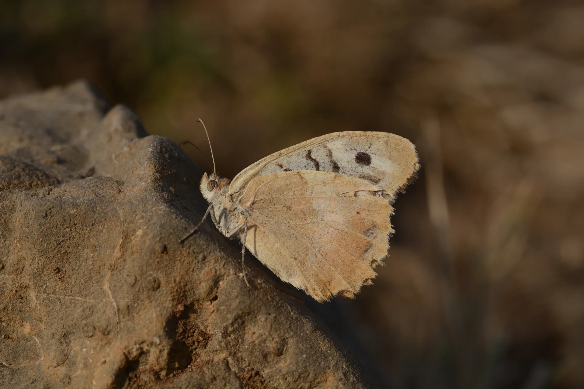 Chazara bischoffi (Kızılcadı) butterfly photo