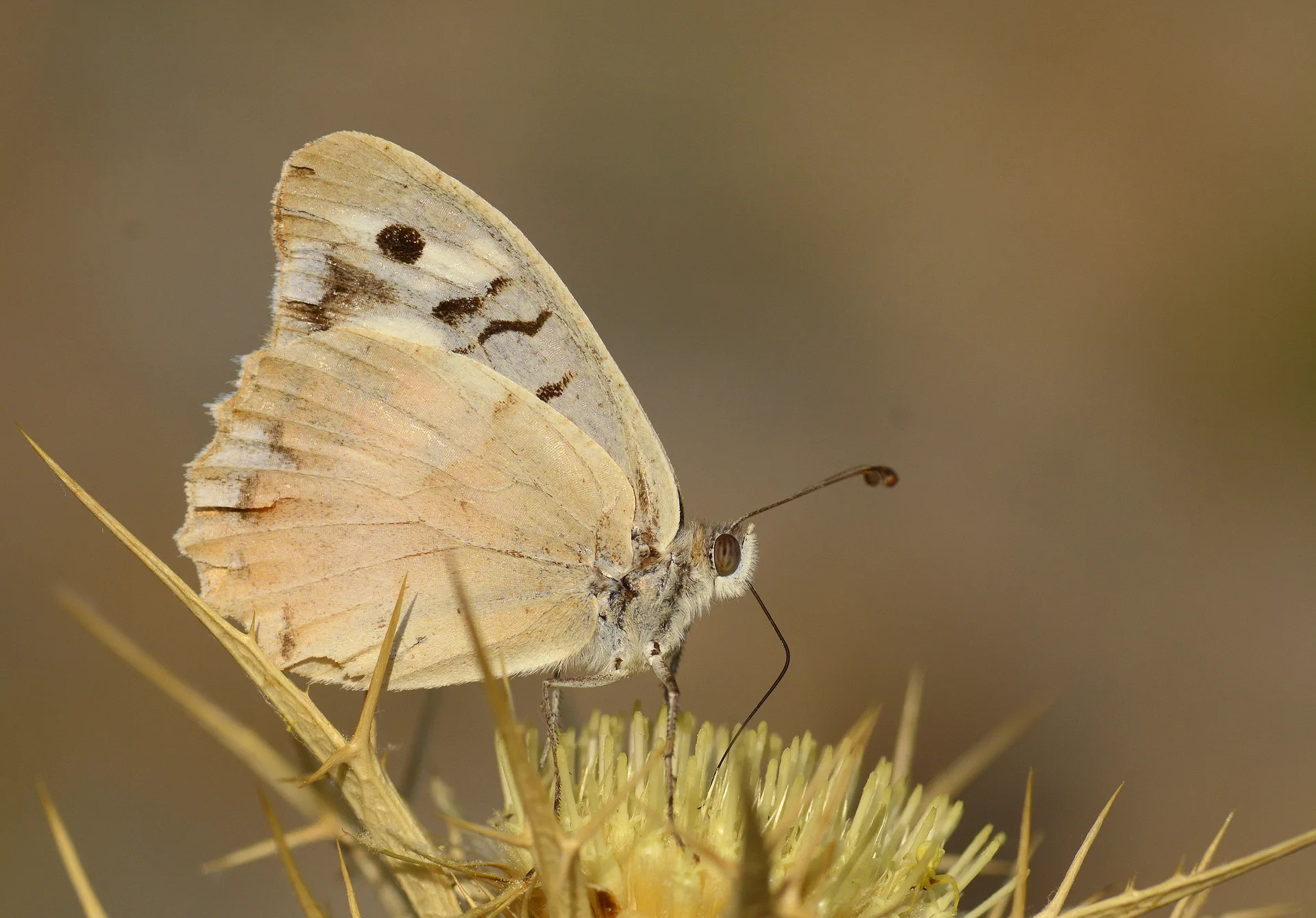 Chazara bischoffi (KÄ±zÄ±lcadÄ±) butterfly photo