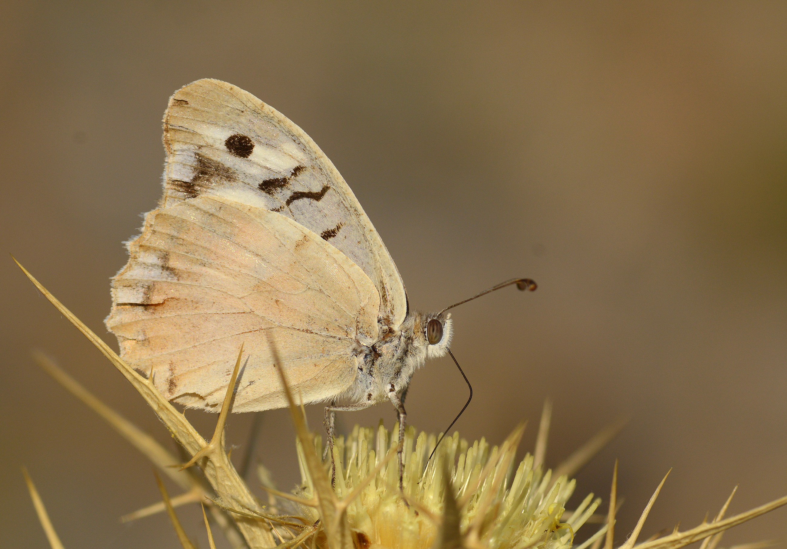 Chazara bischoffi (Kızılcadı) butterfly photo