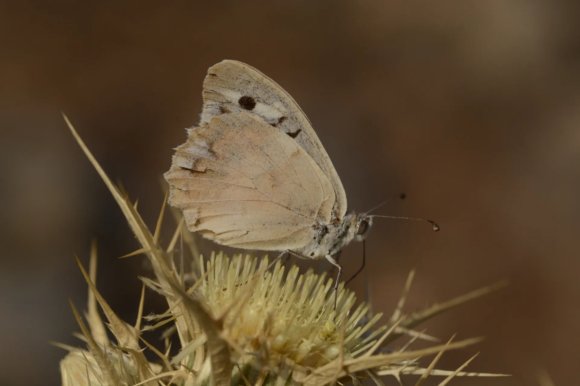 Chazara bischoffi (KÄ±zÄ±lcadÄ±) butterfly photo