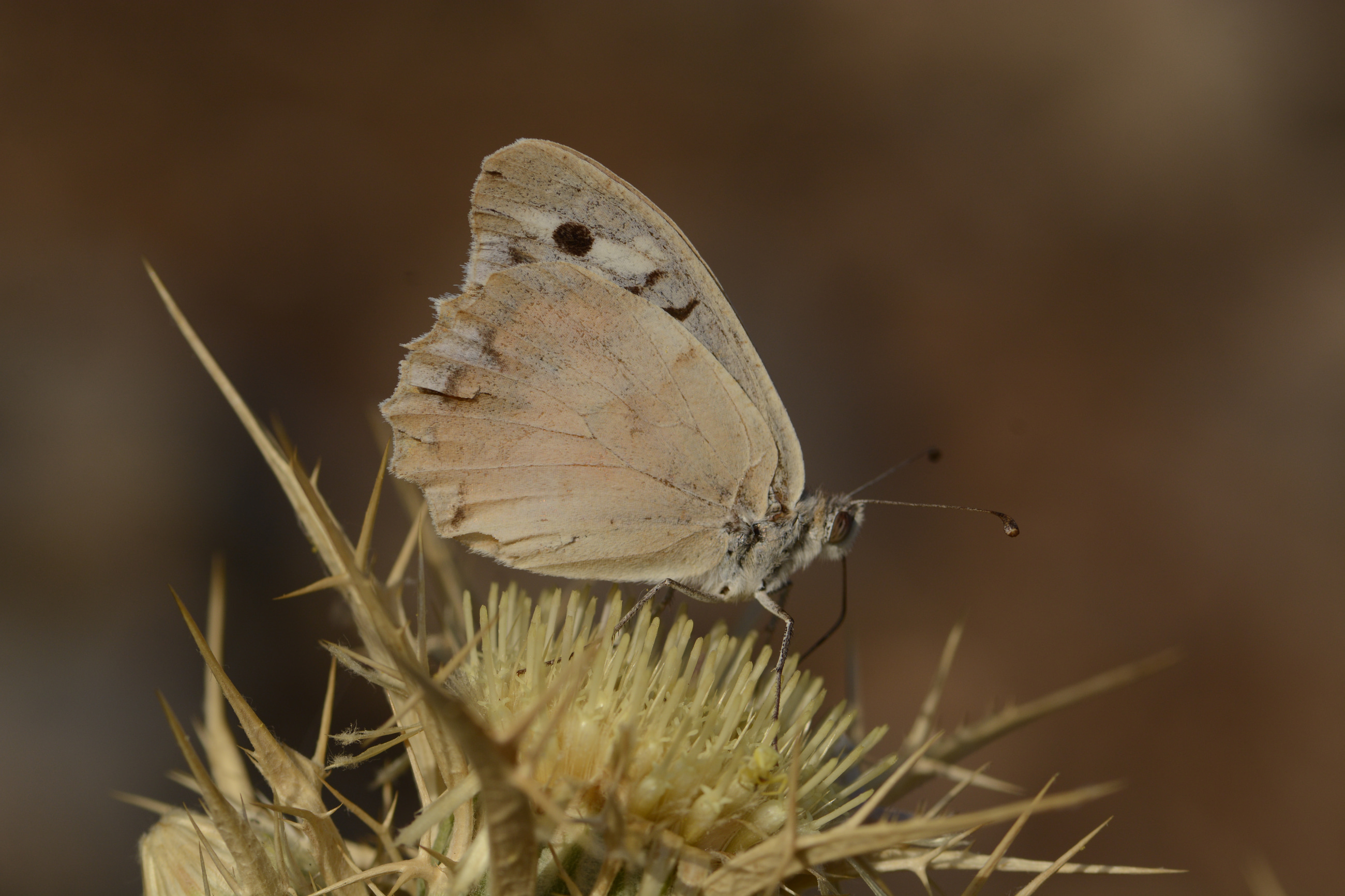Chazara bischoffi (Kızılcadı) butterfly photo