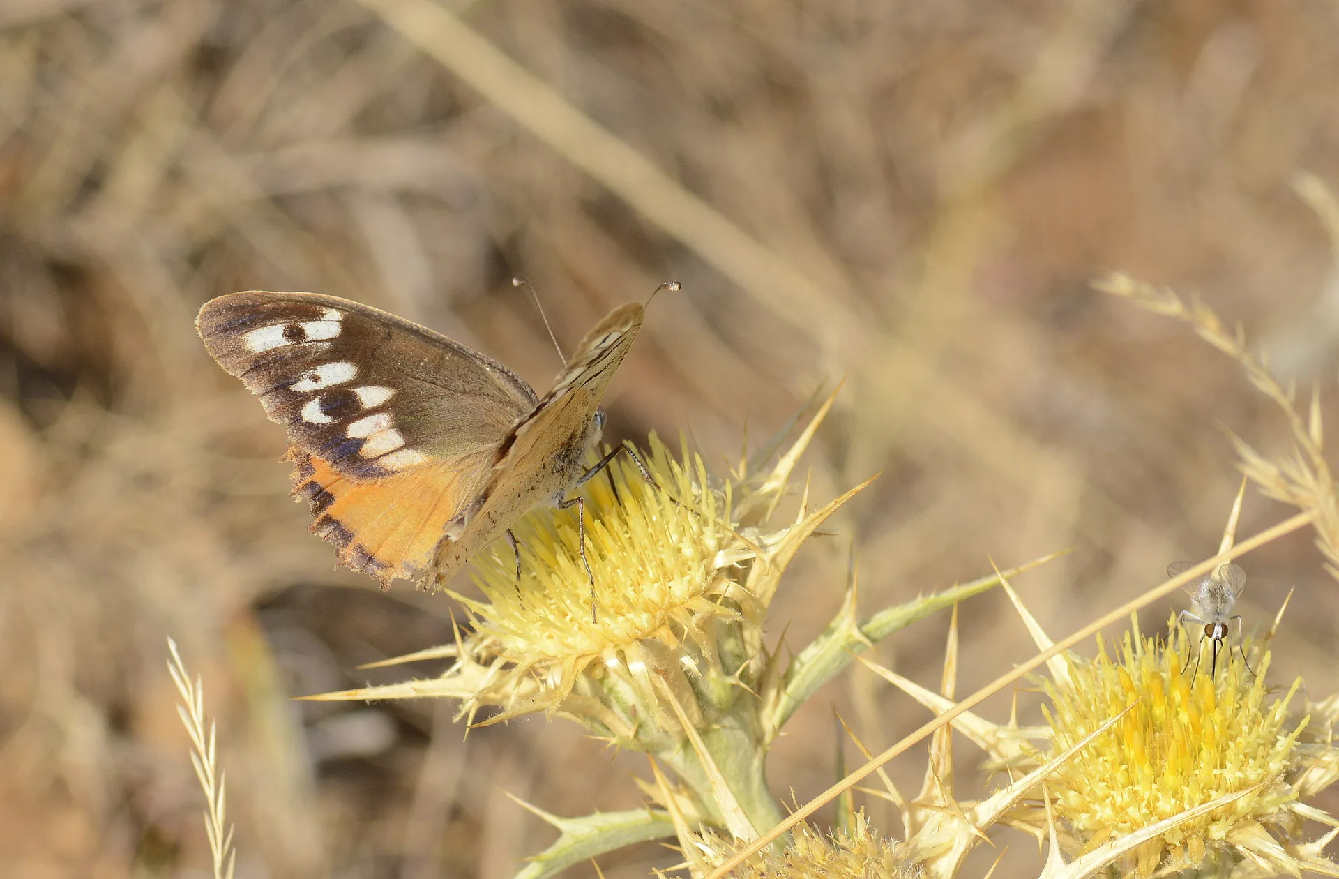 Chazara bischoffi (KÄ±zÄ±lcadÄ±) butterfly photo
