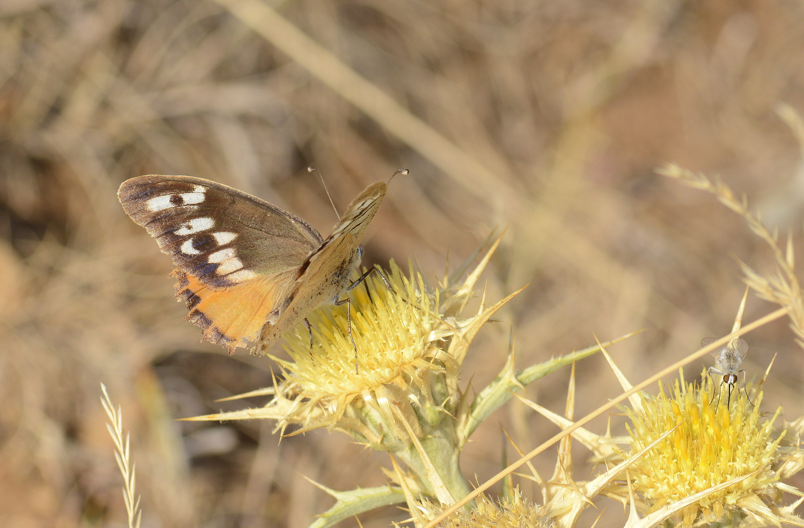 Chazara bischoffi (Kızılcadı) butterfly photo
