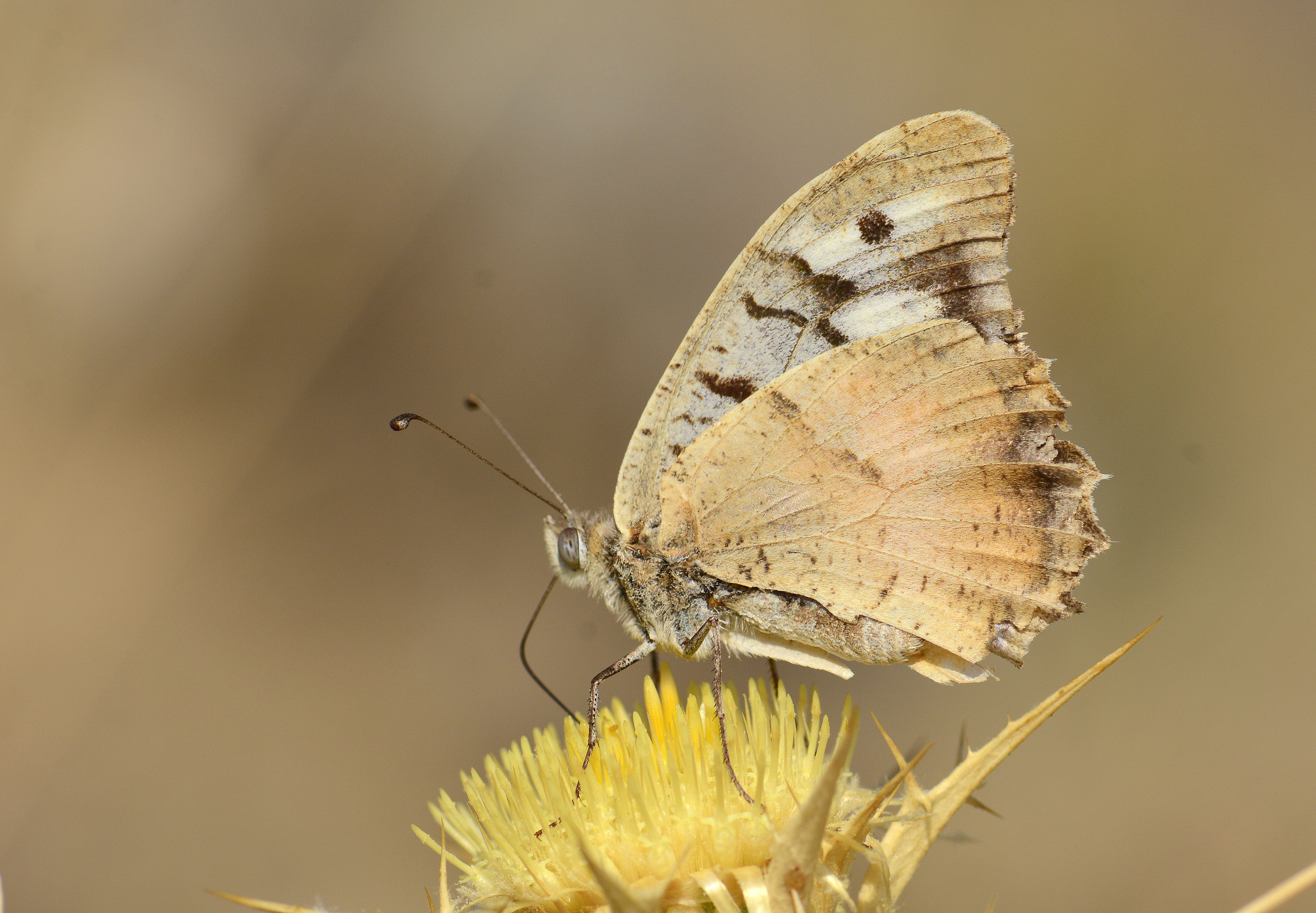 Chazara bischoffi (Kızılcadı) butterfly photo