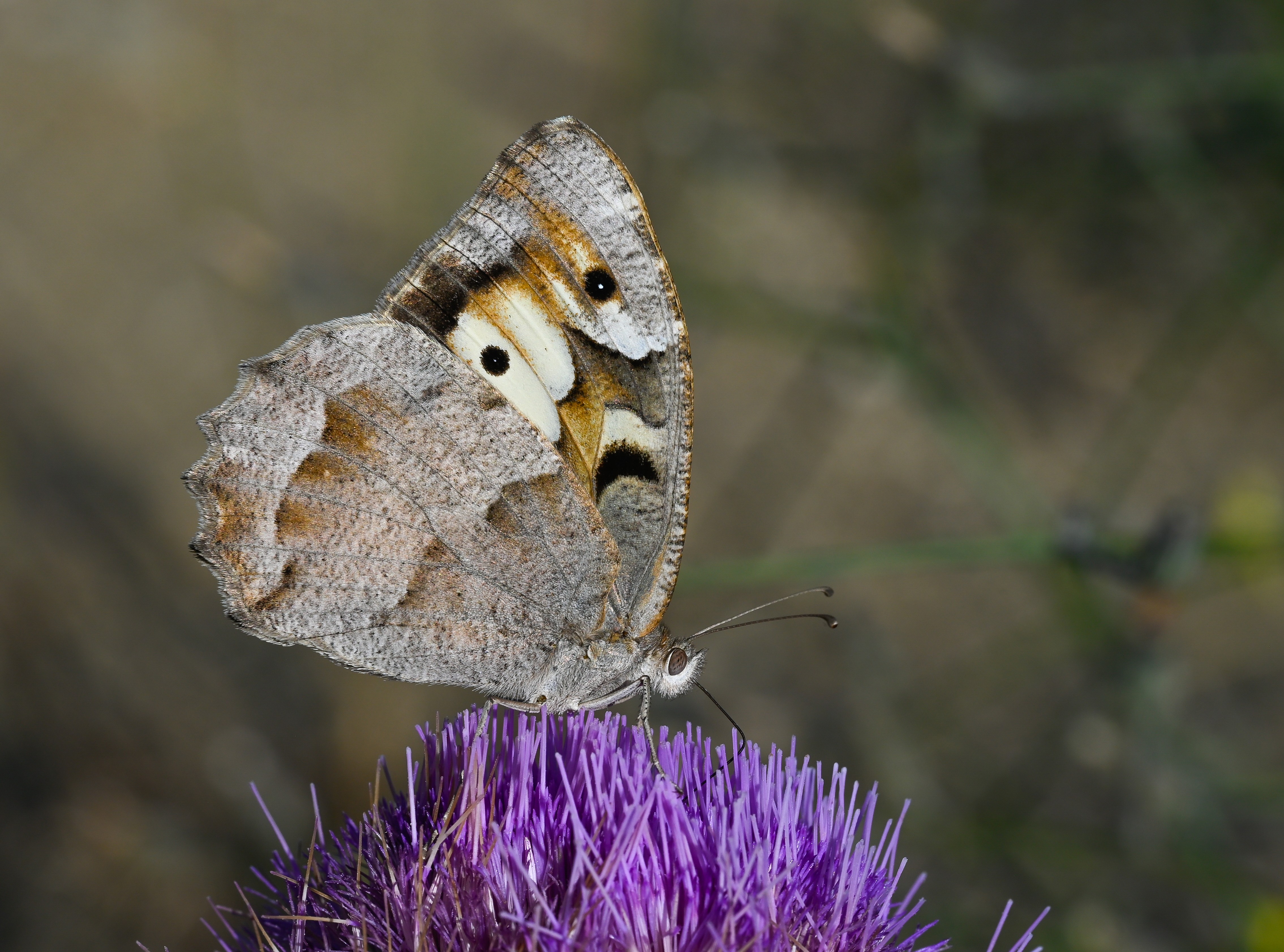 Chazara briseis (Cadı) butterfly photo
