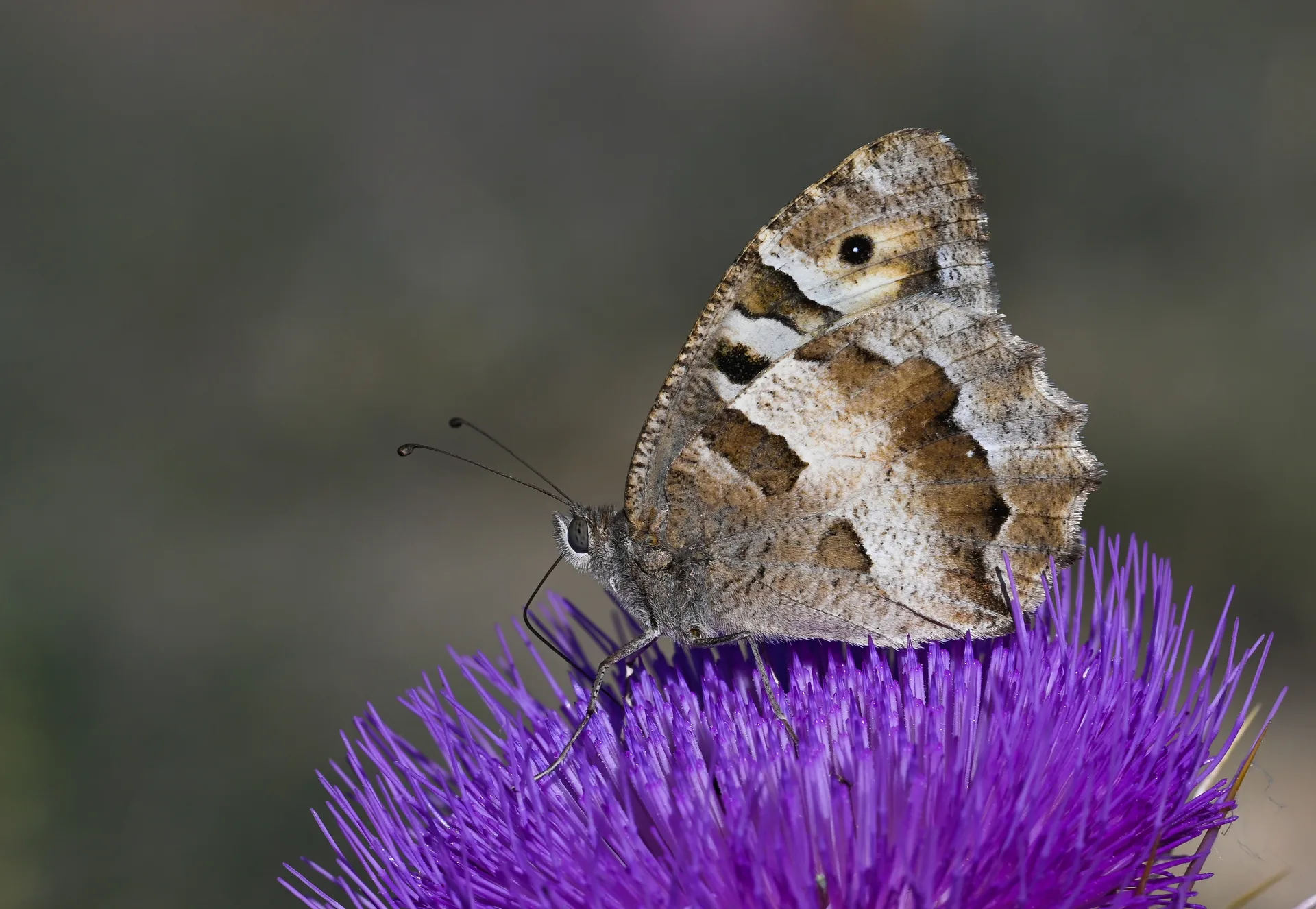 Chazara briseis (CadÄ±) butterfly photo