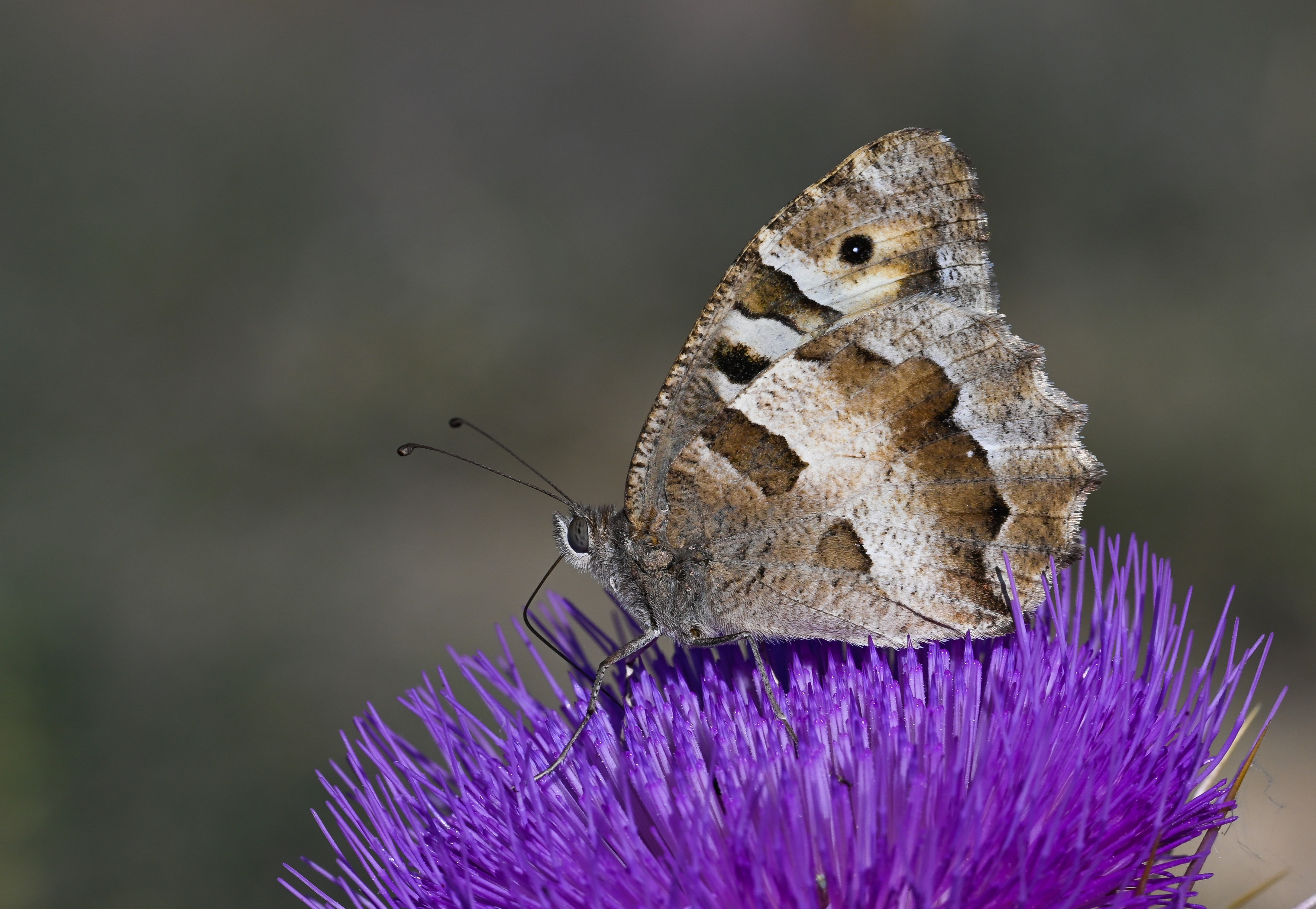 Chazara briseis (Cadı) butterfly photo