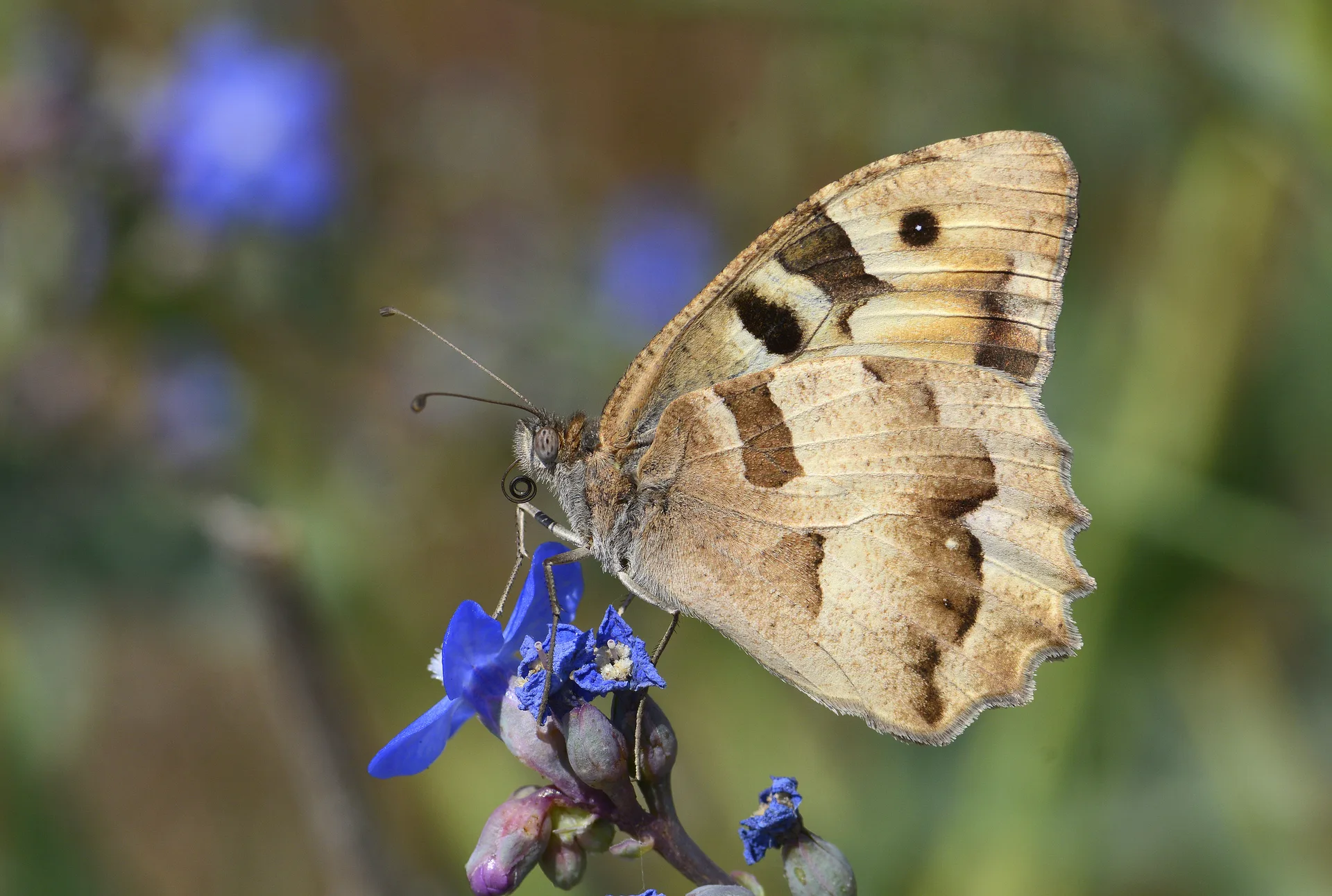Chazara briseis (CadÄ±) butterfly photo