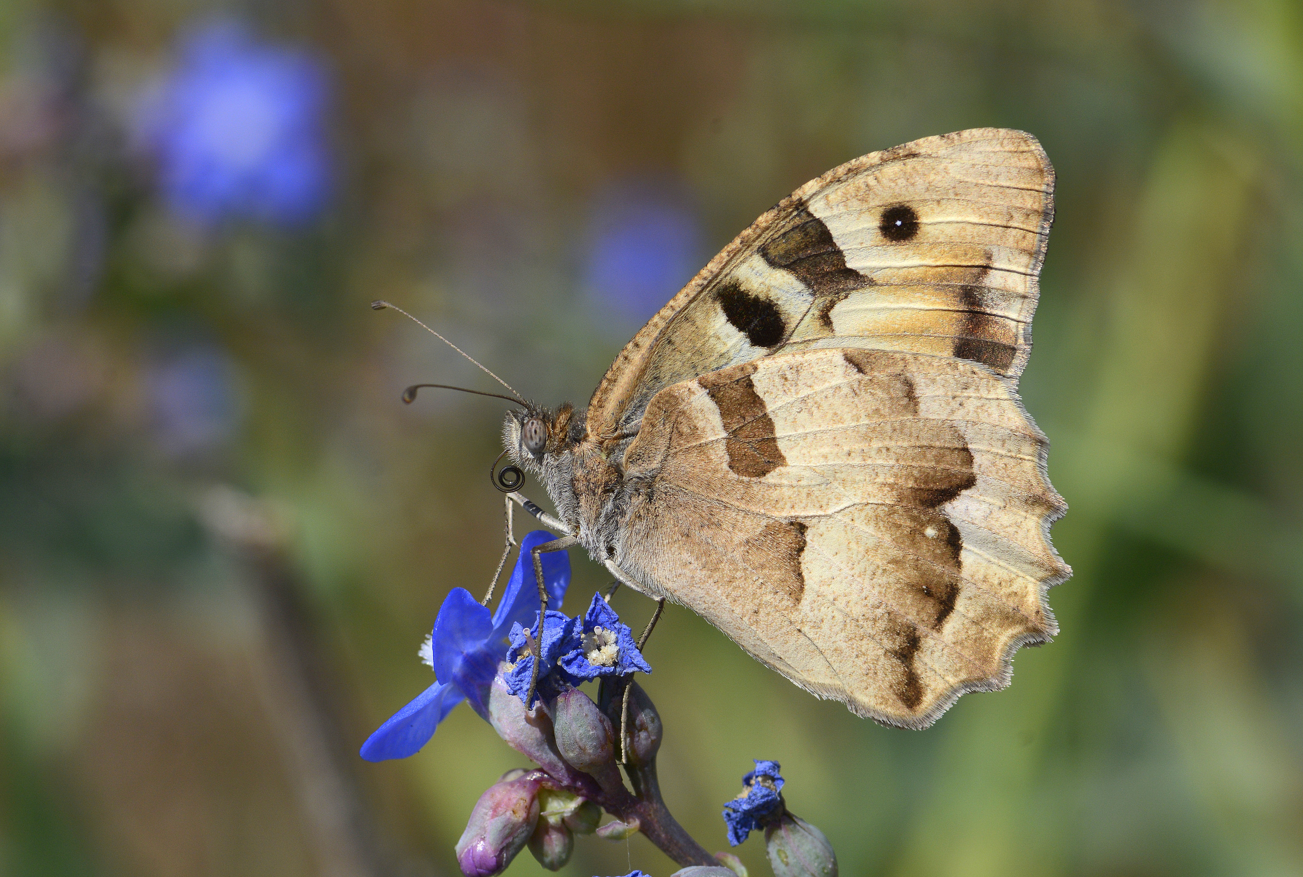 Chazara briseis (Cadı) butterfly photo