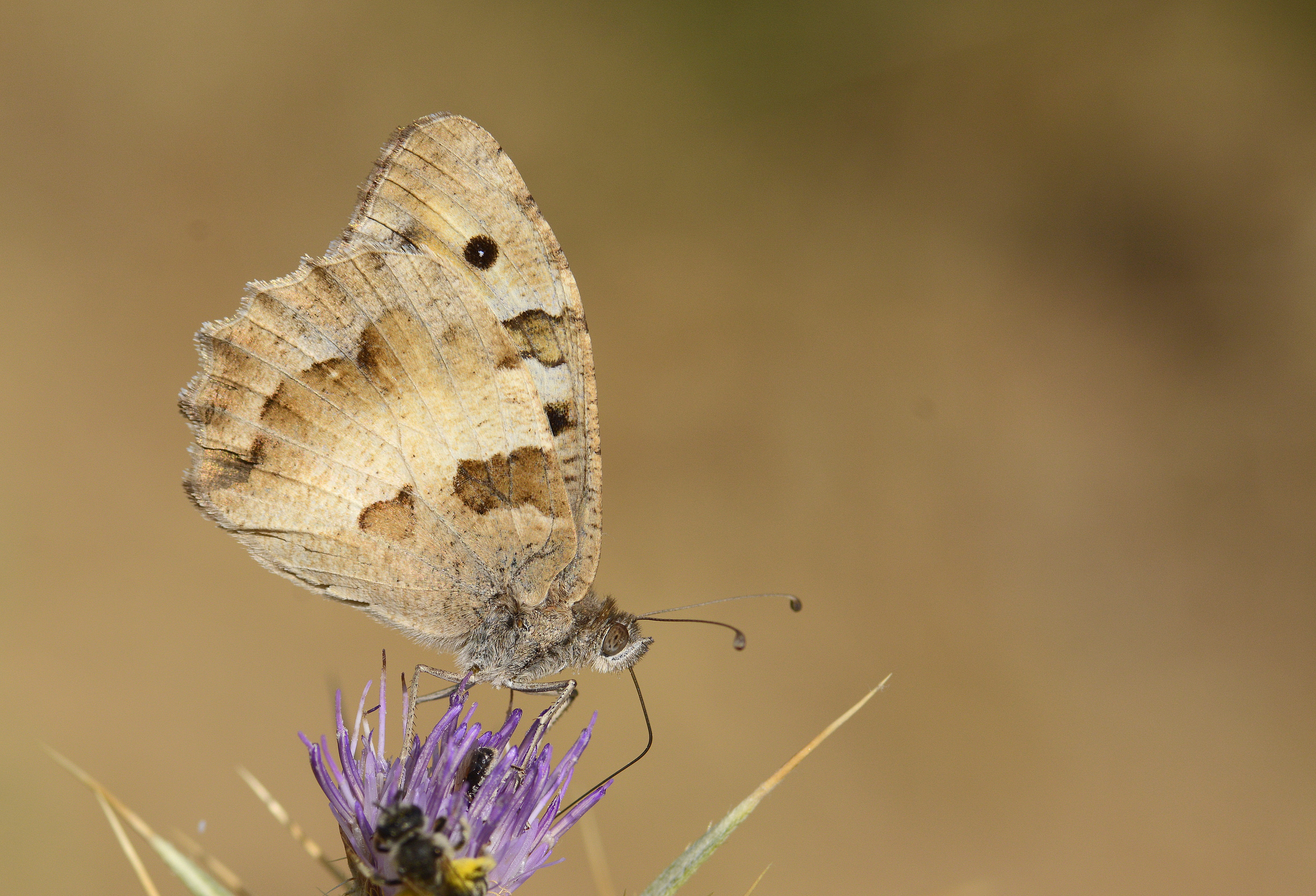 Chazara briseis (Cadı) butterfly photo