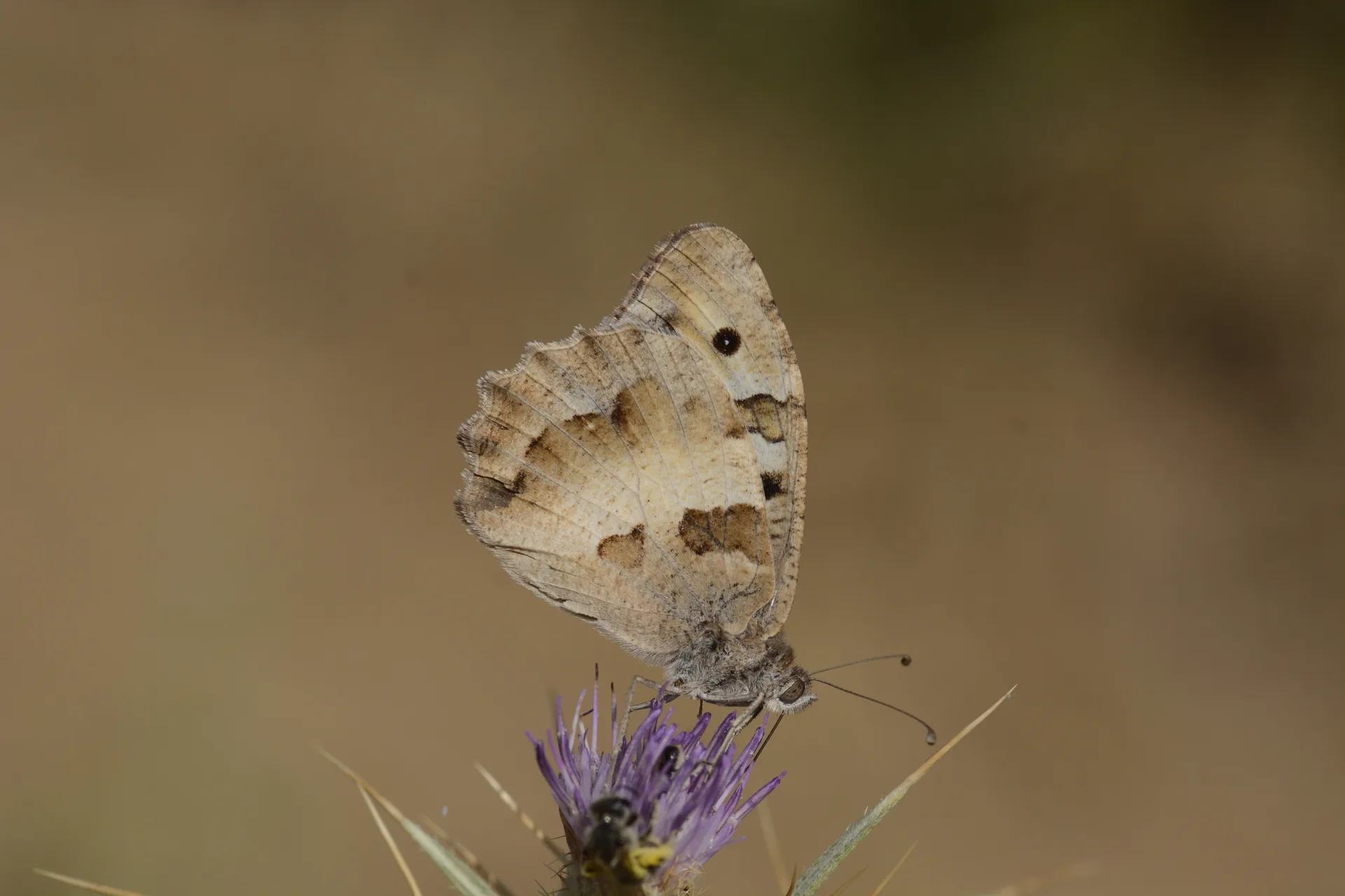 Chazara briseis (CadÄ±) butterfly photo
