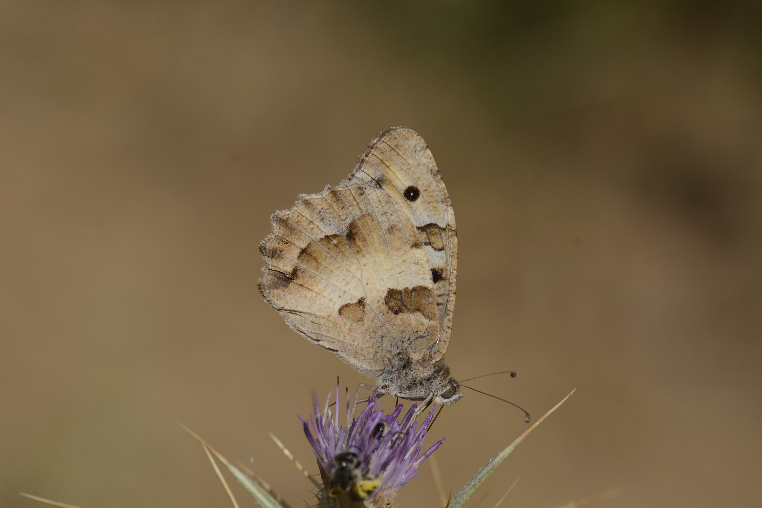 Chazara briseis (Cadı) butterfly photo
