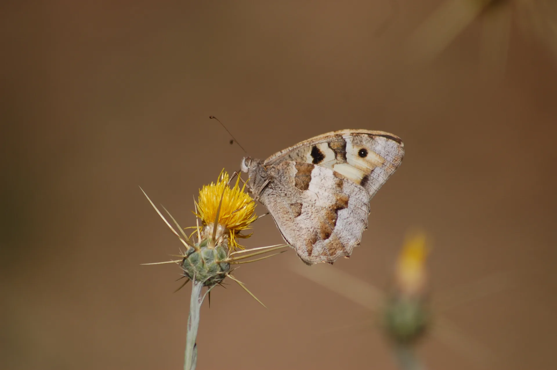 Chazara briseis (CadÄ±) butterfly photo