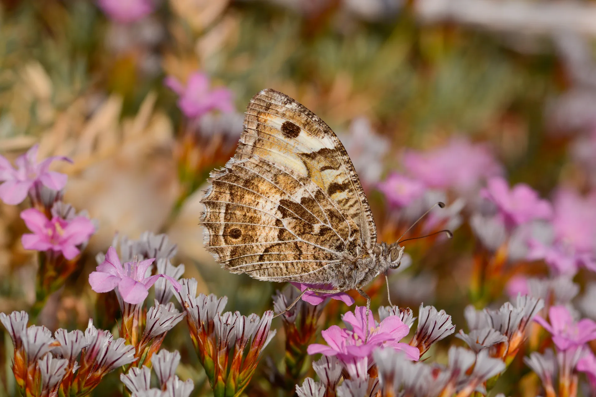 Chazara persephone butterfly photo