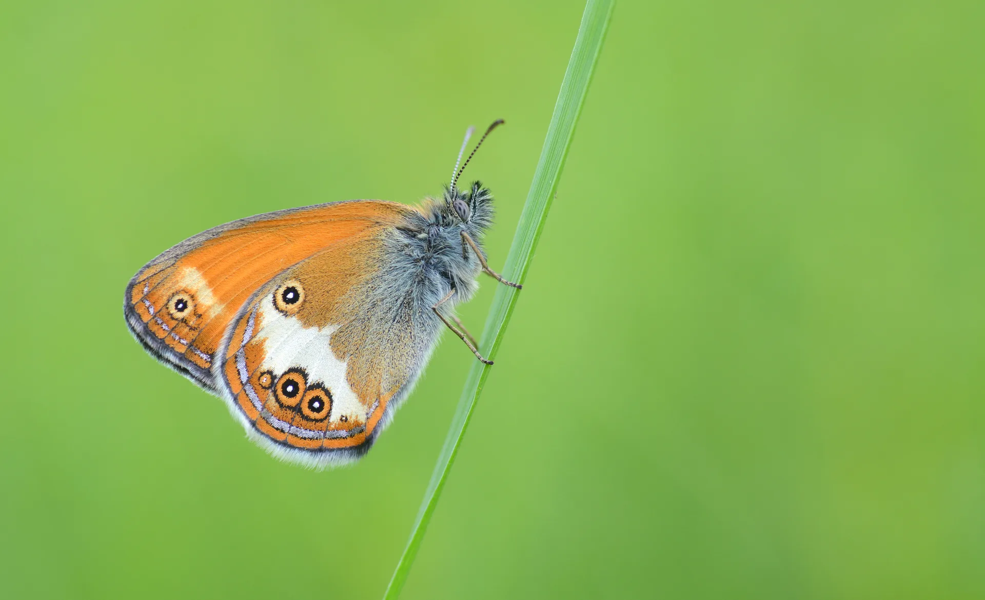 Coenonympha arcania (Funda Zıpzıp Perisi) butterfly photo