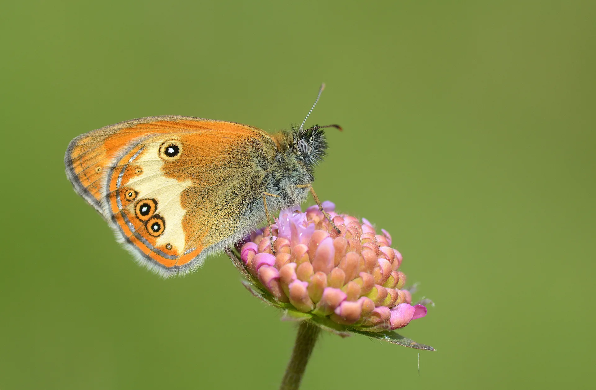 Coenonympha arcania (Funda ZÄ±pzÄ±p Perisi) butterfly photo