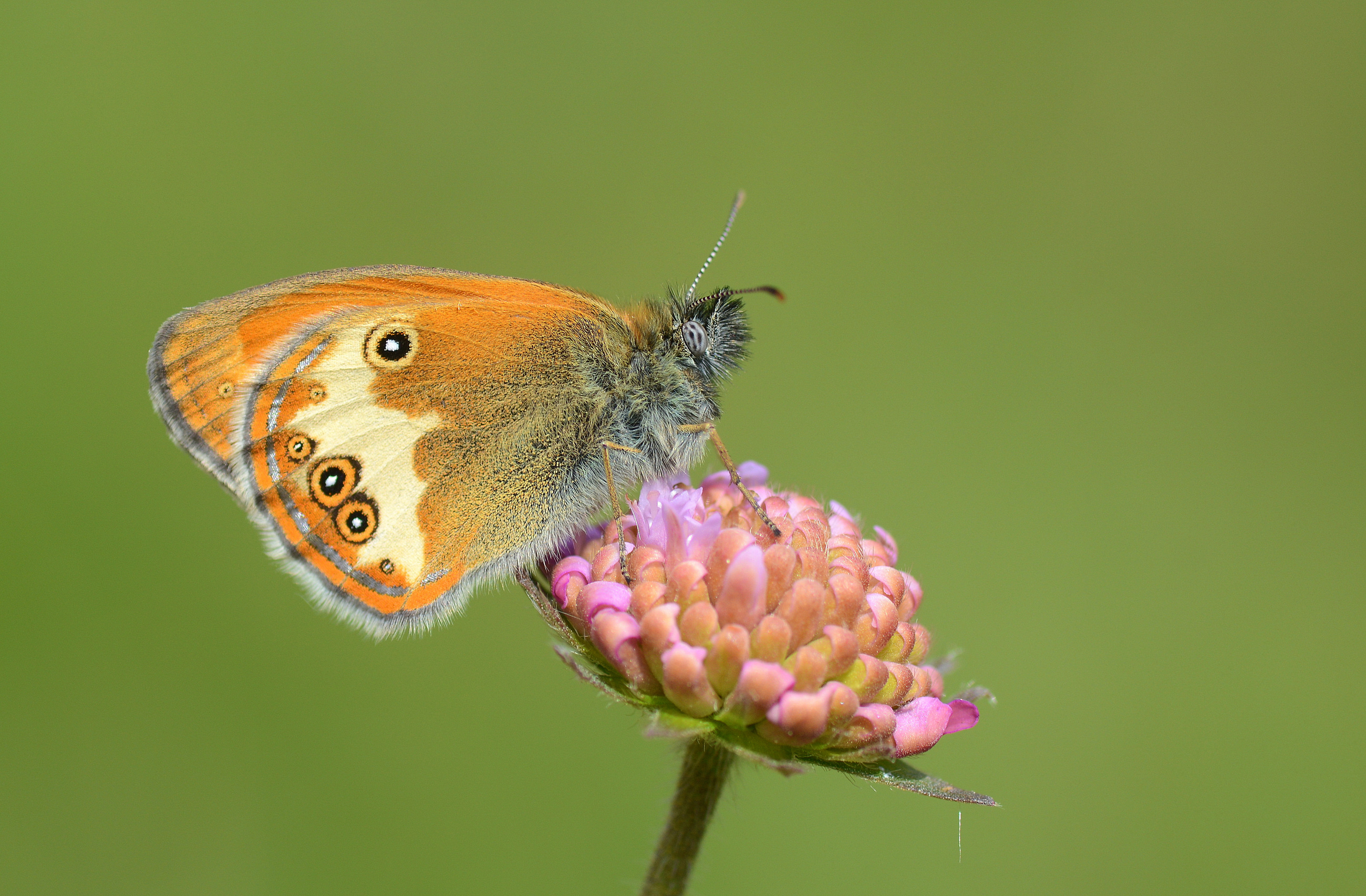 Coenonympha arcania (Funda Zıpzıp Perisi) butterfly photo