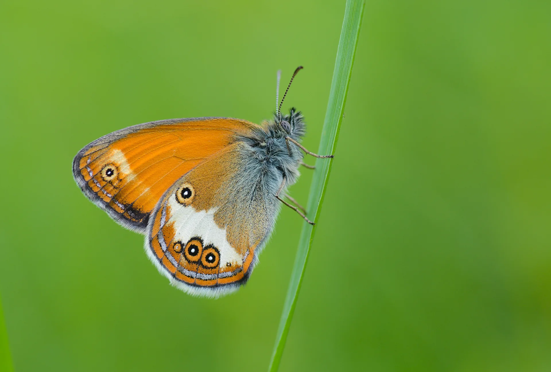 Coenonympha arcania (Funda ZÄ±pzÄ±p Perisi) butterfly photo