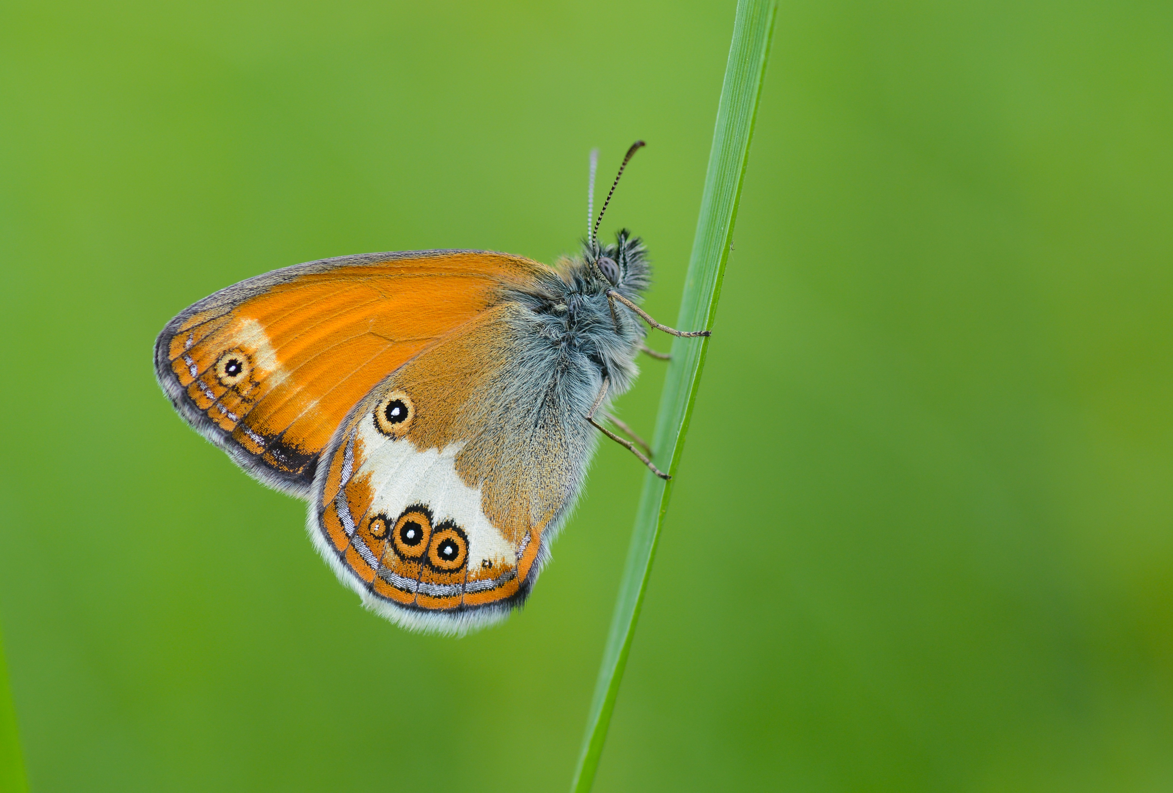 Coenonympha arcania (Funda Zıpzıp Perisi) butterfly photo