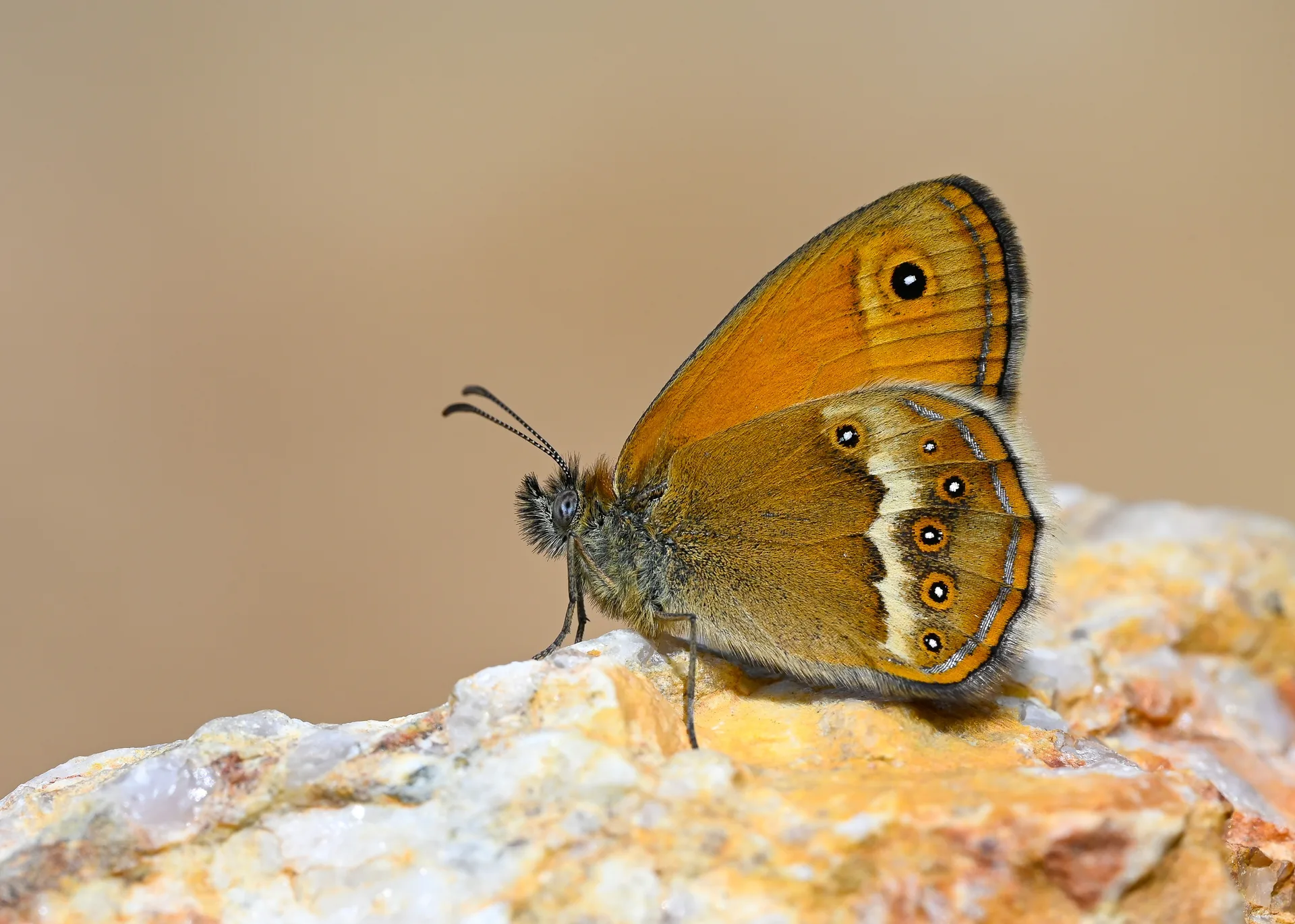 Coenonympha dorus butterfly photo