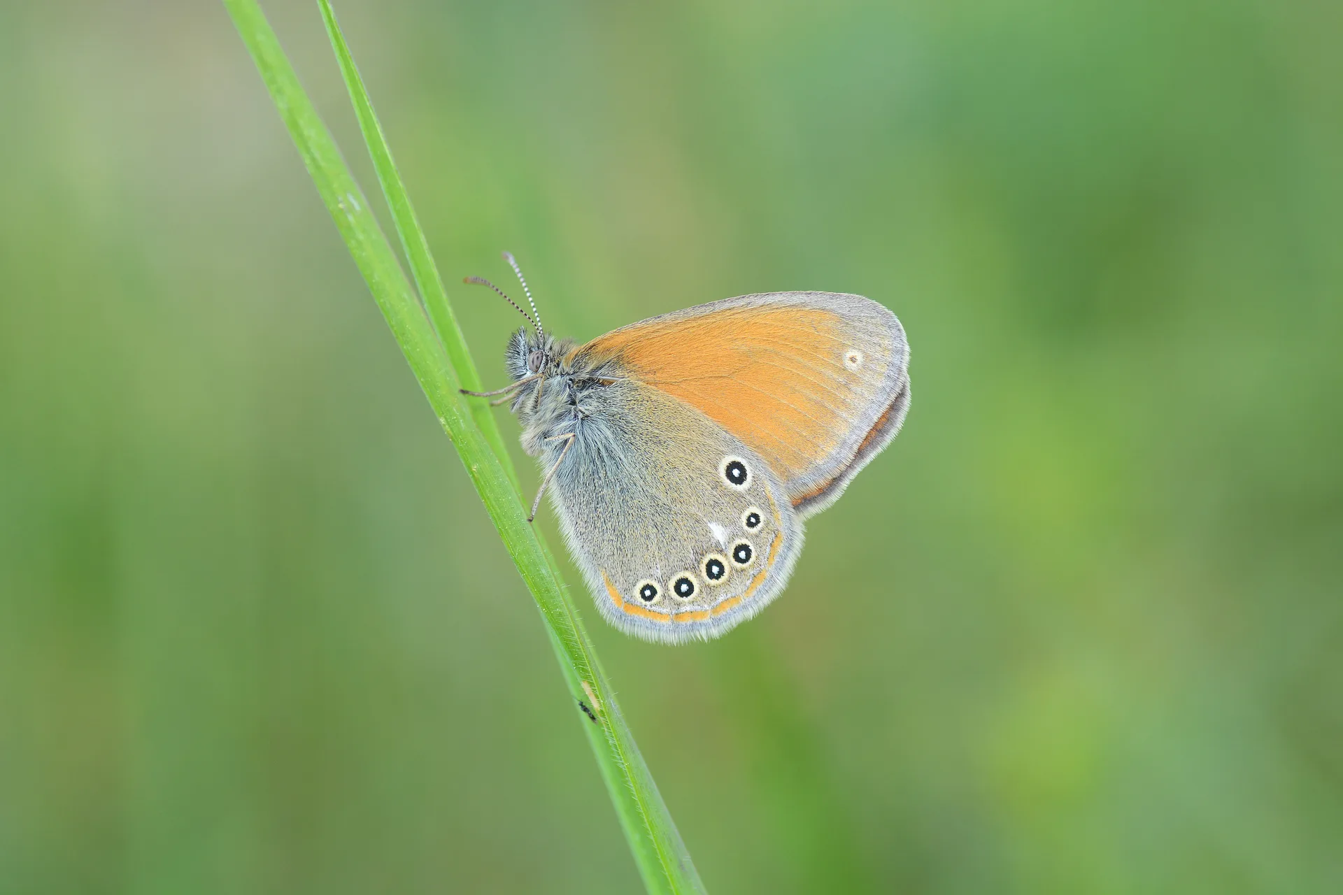 Coenonympha glycerion (Orman Zıpzıp Perisi) butterfly photo