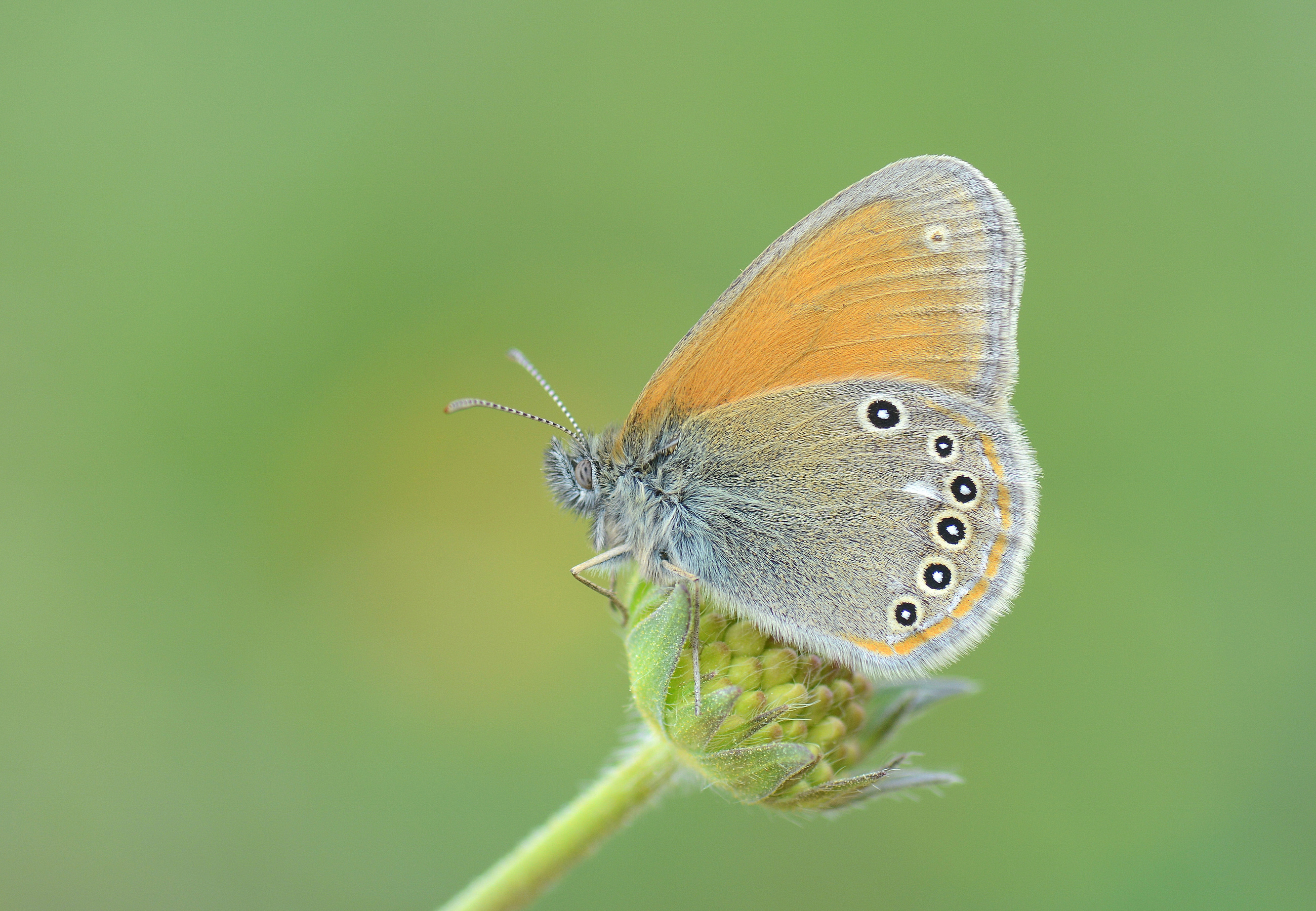 Coenonympha glycerion (Orman Zıpzıp Perisi) butterfly photo