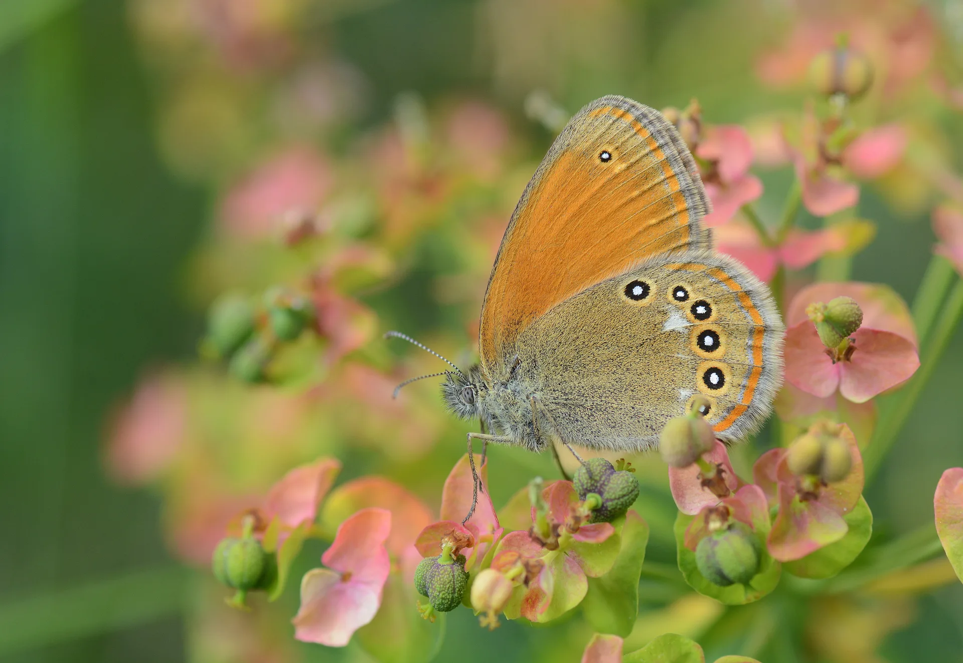 Coenonympha glycerion (Orman ZÄ±pzÄ±p Perisi) butterfly photo