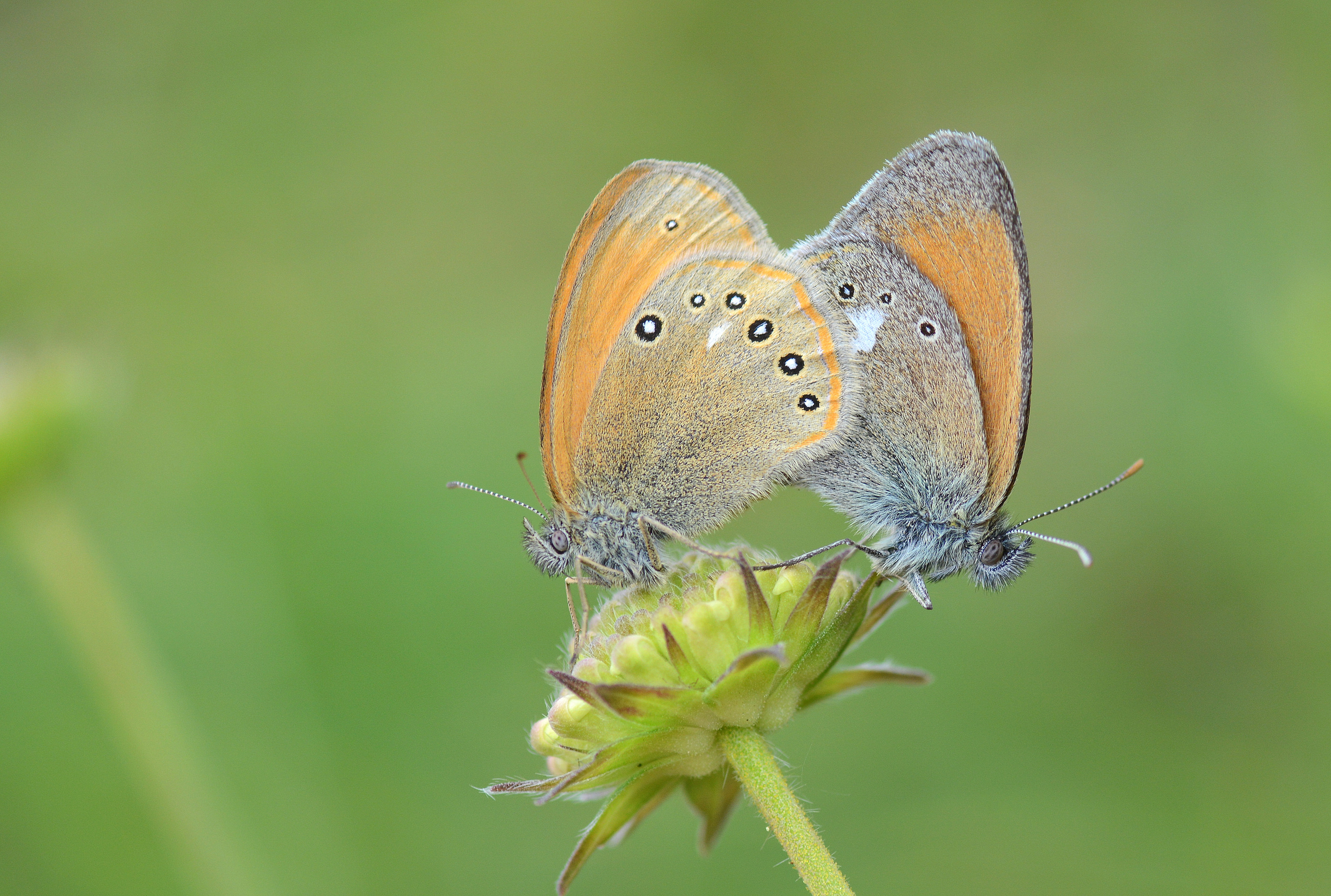 Coenonympha glycerion (Orman Zıpzıp Perisi) butterfly photo
