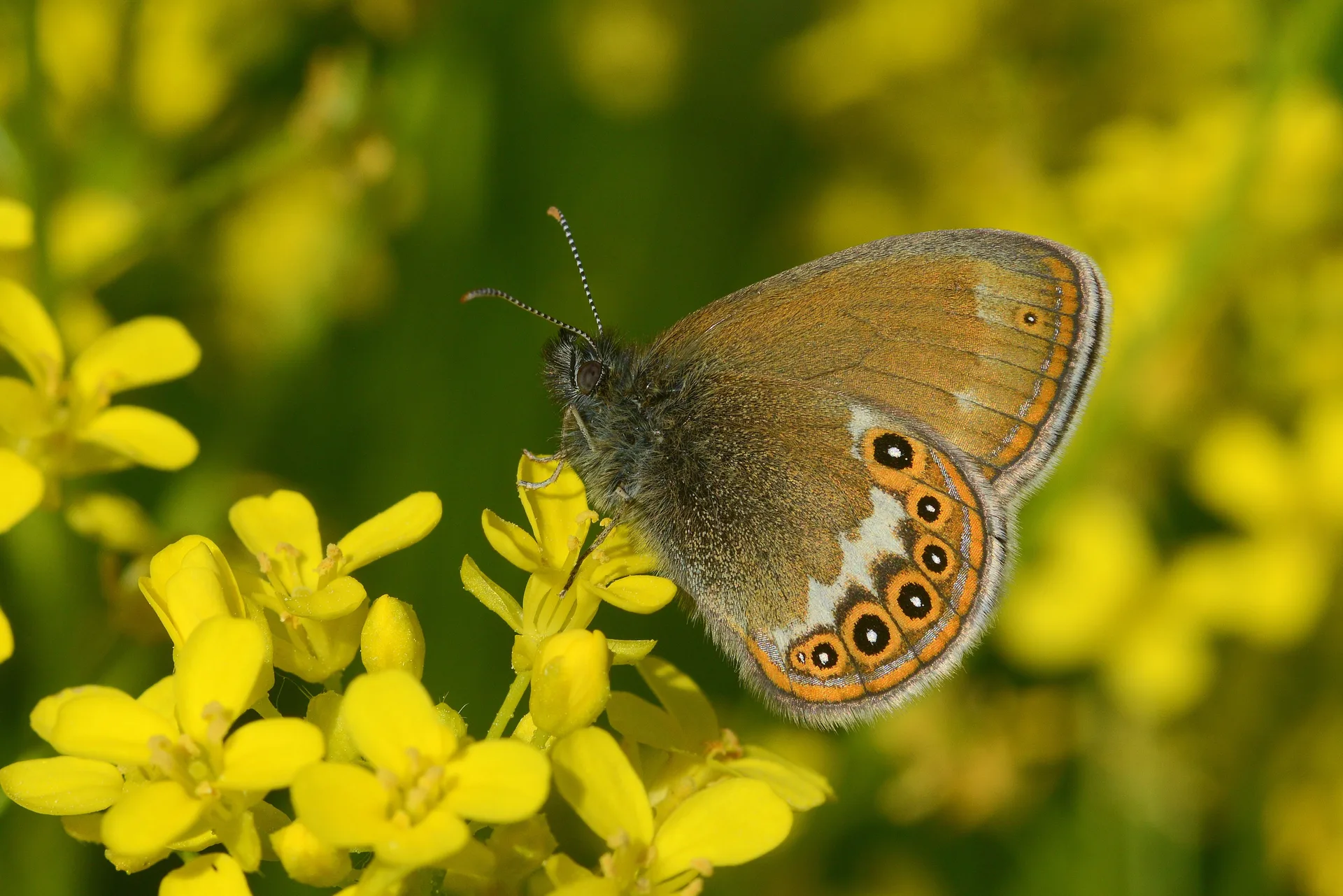 Coenonympha hero butterfly photo