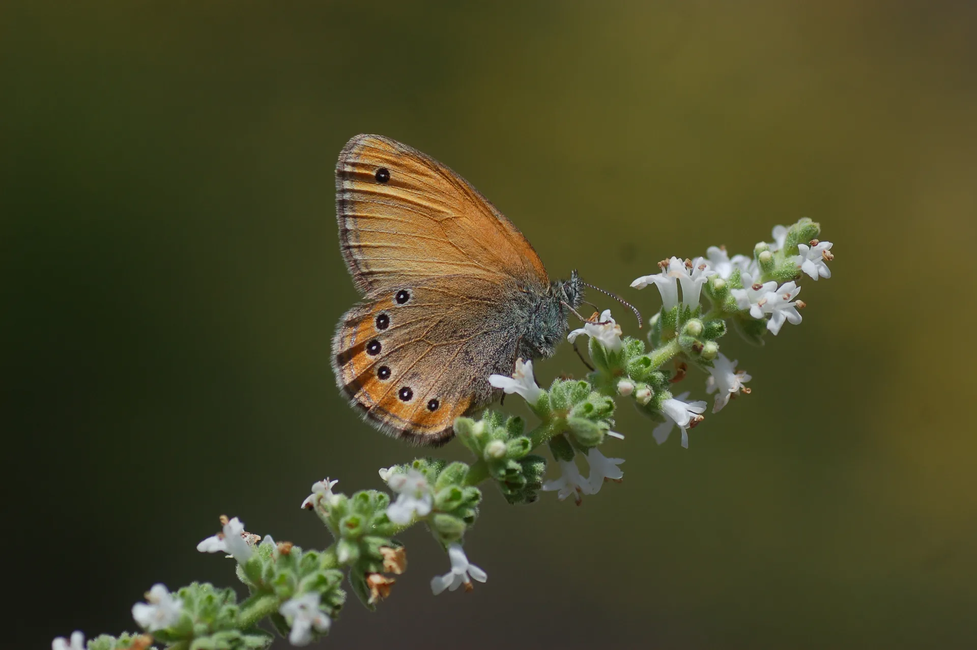 Coenonympha leander (Rus Zıpzıp Perisi) butterfly photo