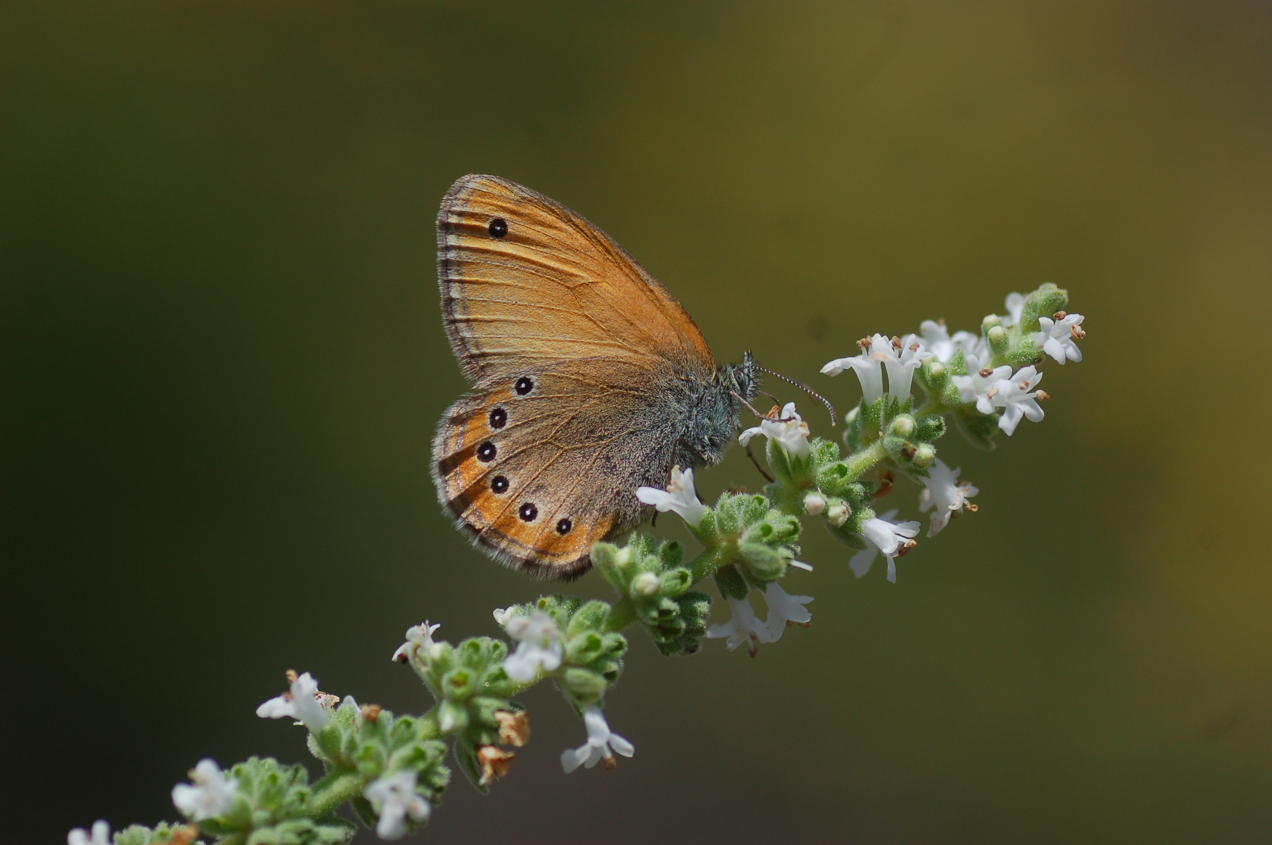 Coenonympha leander (Rus Zıpzıp Perisi) butterfly photo
