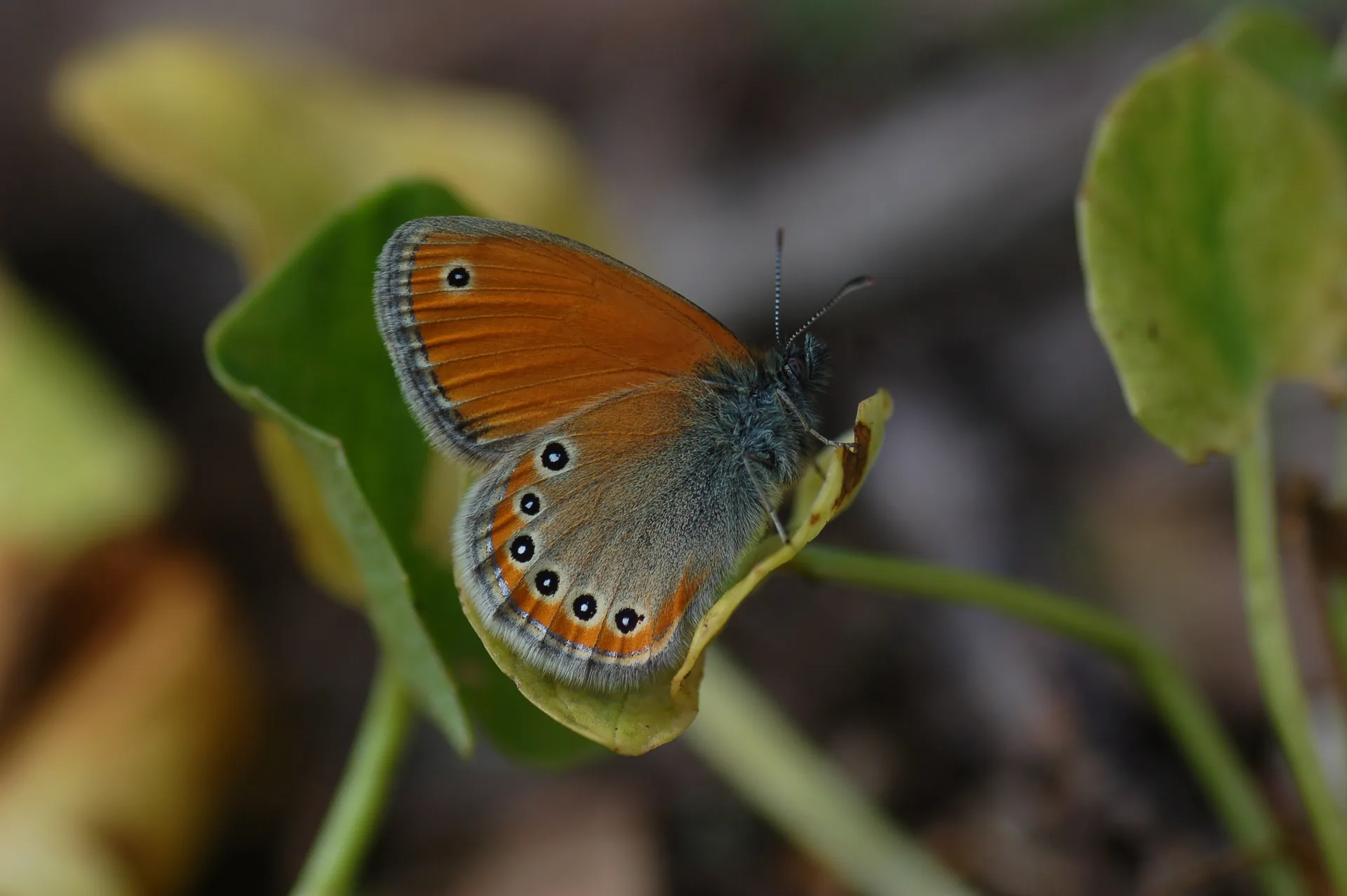 Coenonympha leander (Rus ZÄ±pzÄ±p Perisi) butterfly photo