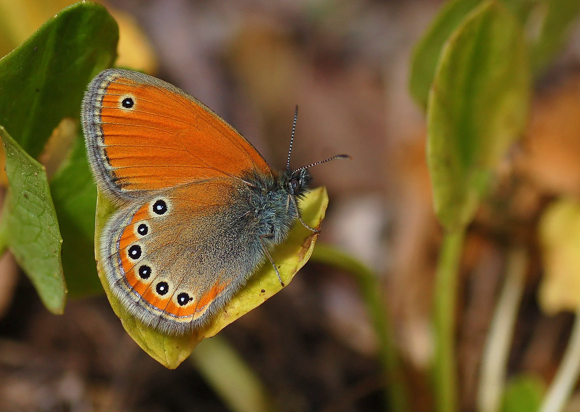 Coenonympha leander (Rus ZÄ±pzÄ±p Perisi) butterfly photo