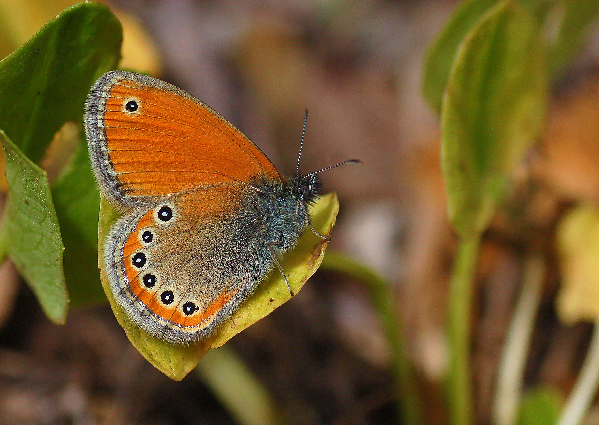 Coenonympha leander (Rus Zıpzıp Perisi) butterfly photo