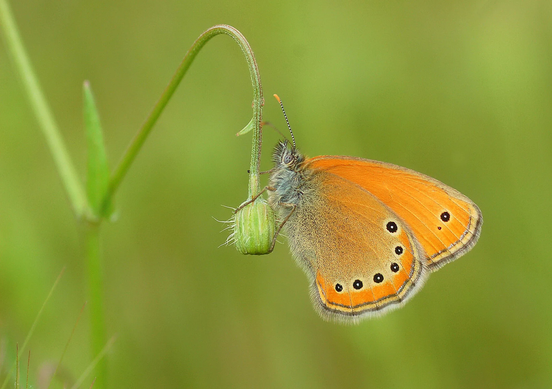 Coenonympha leander (Rus ZÄ±pzÄ±p Perisi) butterfly photo