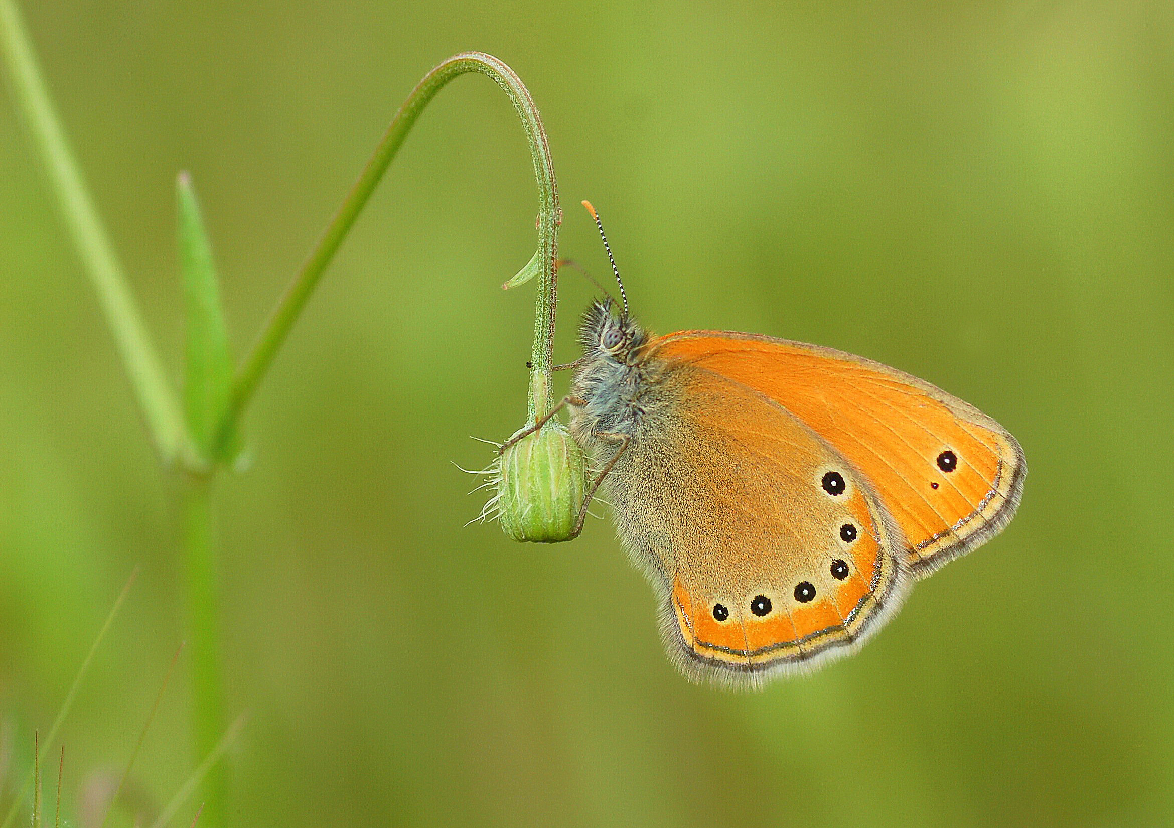 Coenonympha leander (Rus Zıpzıp Perisi) butterfly photo