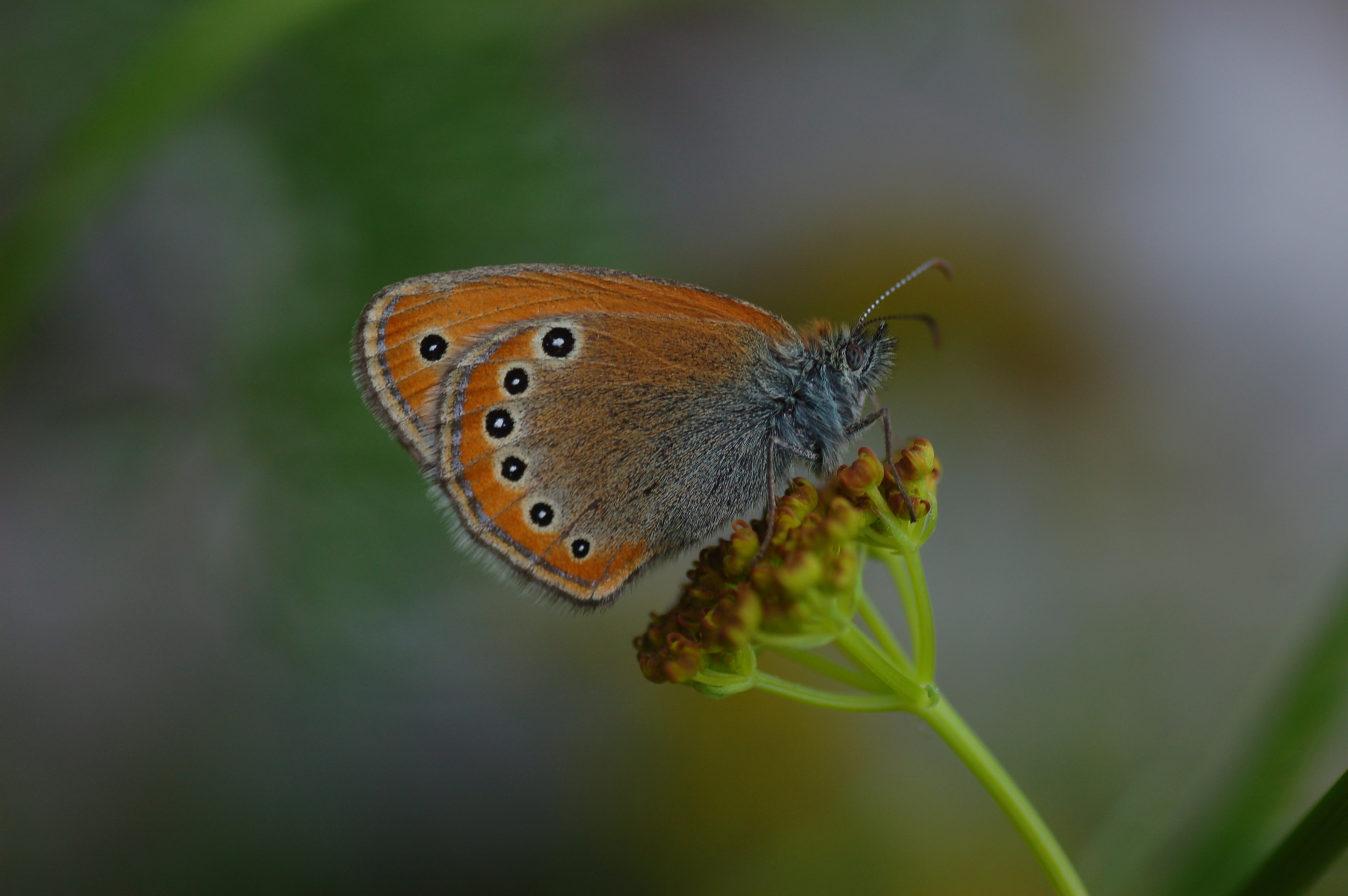 Coenonympha leander (Rus Zıpzıp Perisi) butterfly photo