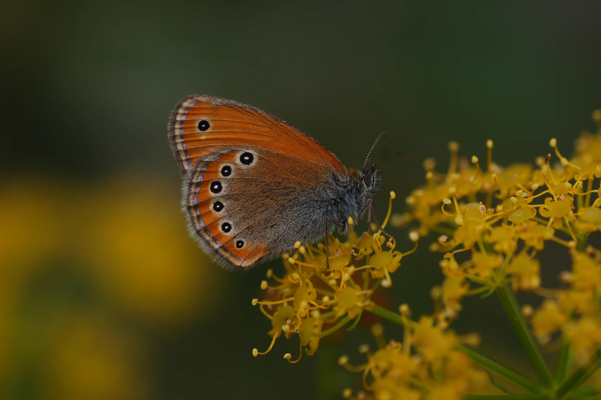 Coenonympha leander (Rus ZÄ±pzÄ±p Perisi) butterfly photo