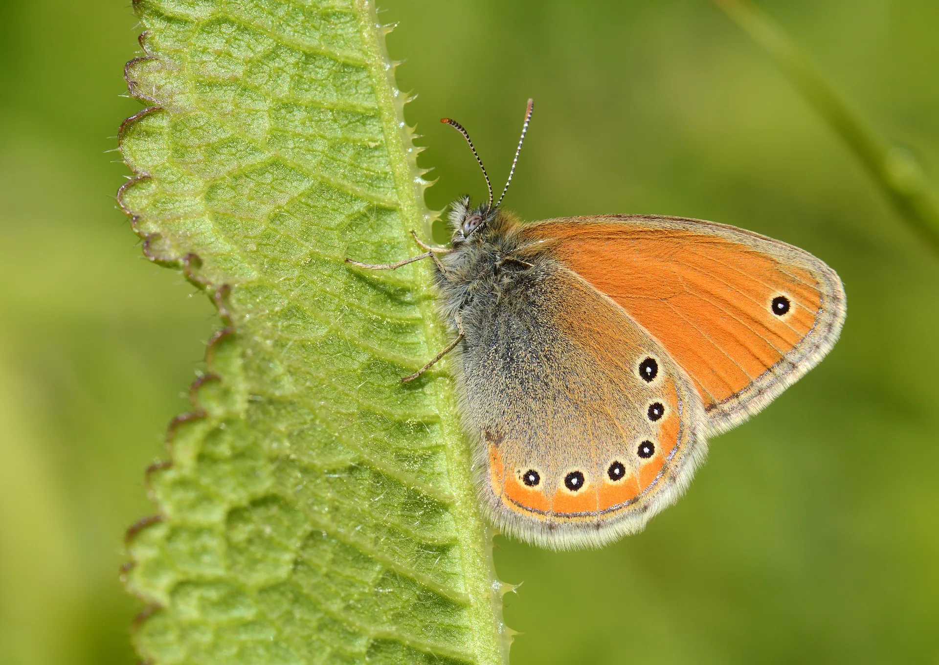 Coenonympha leander (Rus ZÄ±pzÄ±p Perisi) butterfly photo
