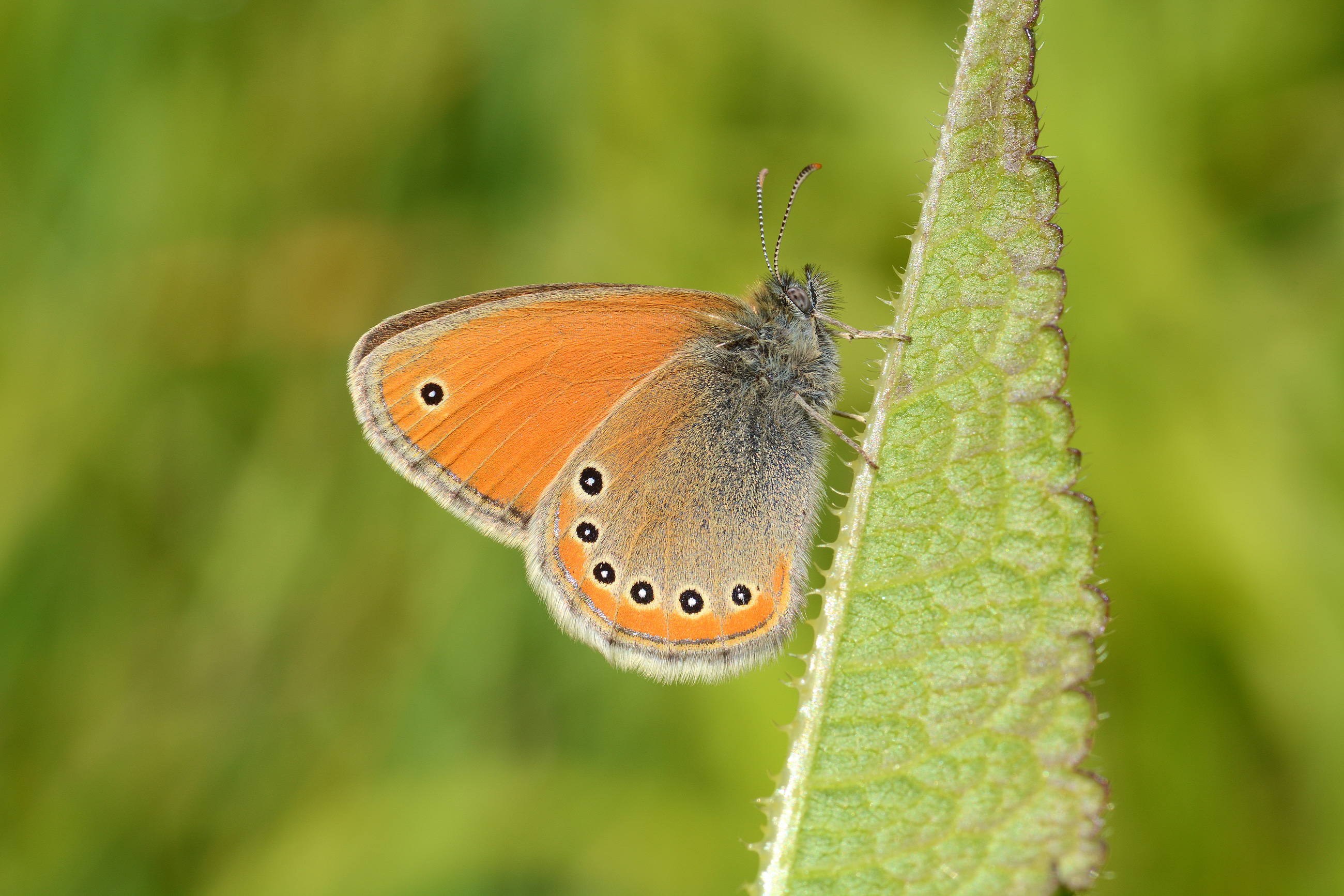 Coenonympha leander (Rus Zıpzıp Perisi) butterfly photo