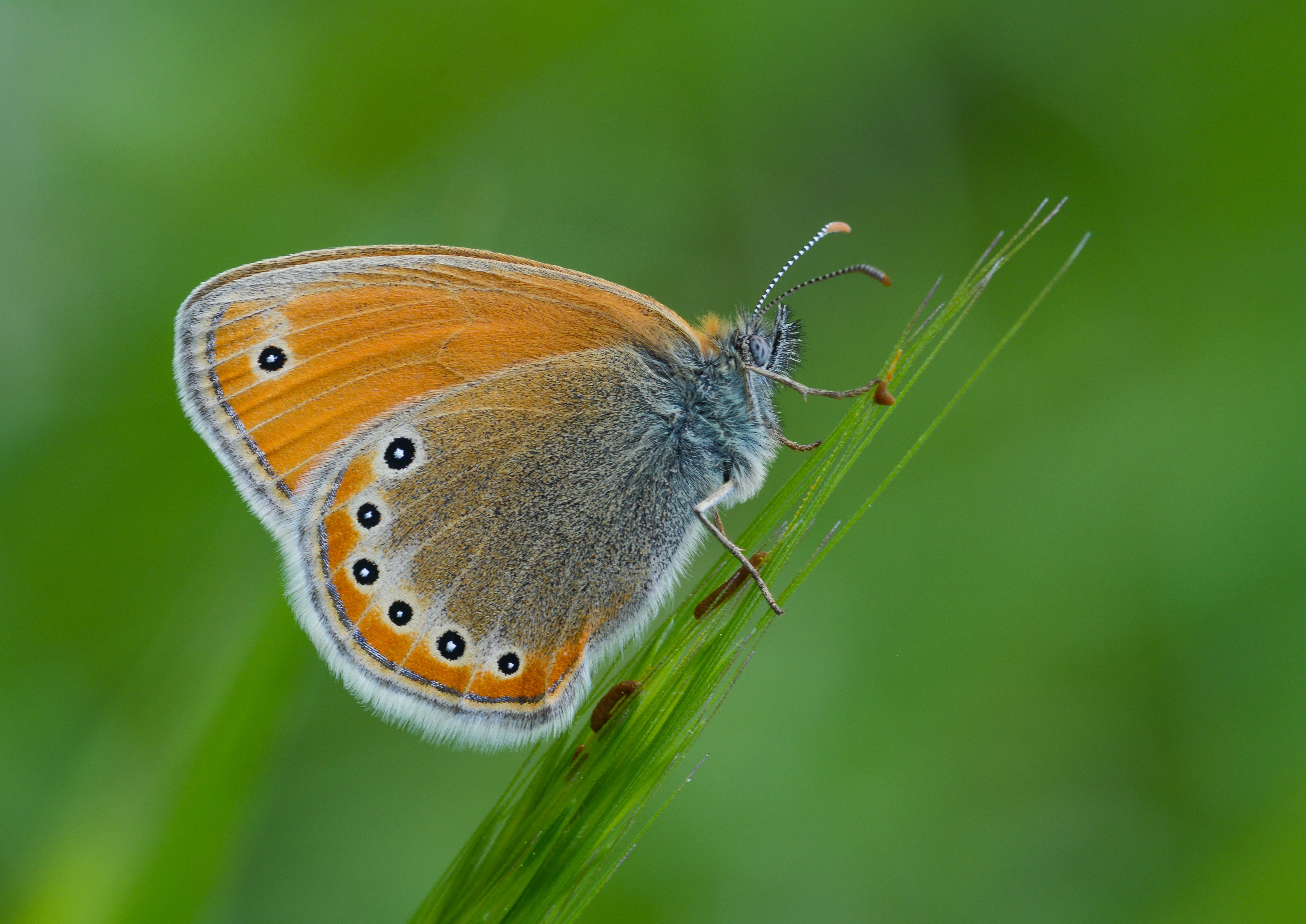 Coenonympha leander (Rus Zıpzıp Perisi) butterfly photo