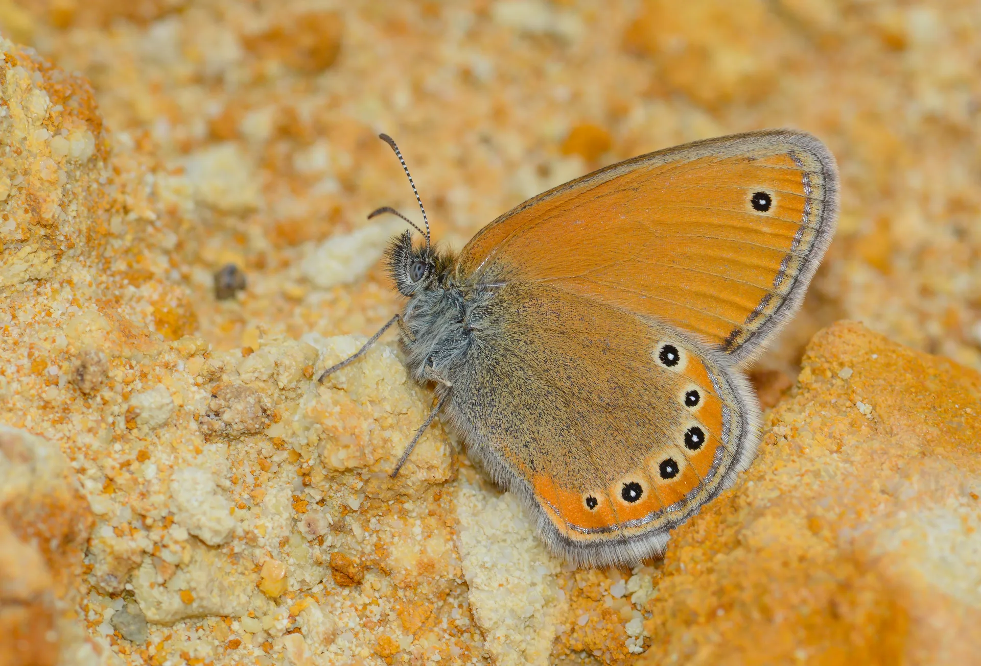 Coenonympha leander (Rus ZÄ±pzÄ±p Perisi) butterfly photo