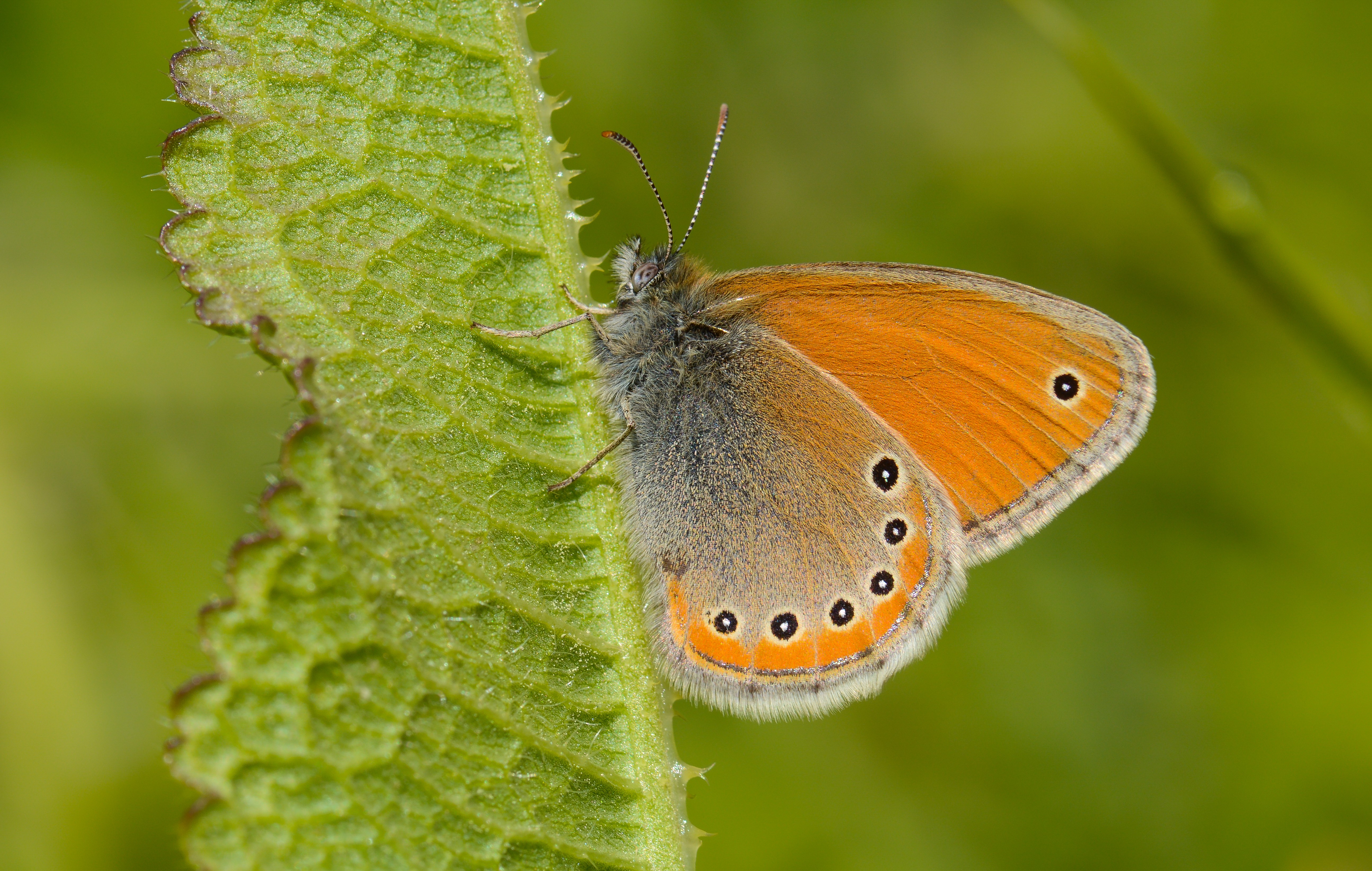 Coenonympha leander (Rus Zıpzıp Perisi) butterfly photo