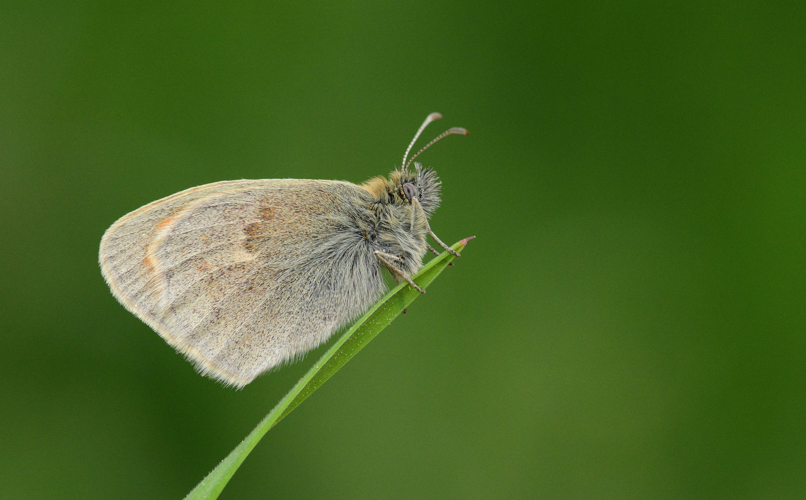Coenonympha pamphilus (Küçük Zıpzıp Perisi) butterfly photo