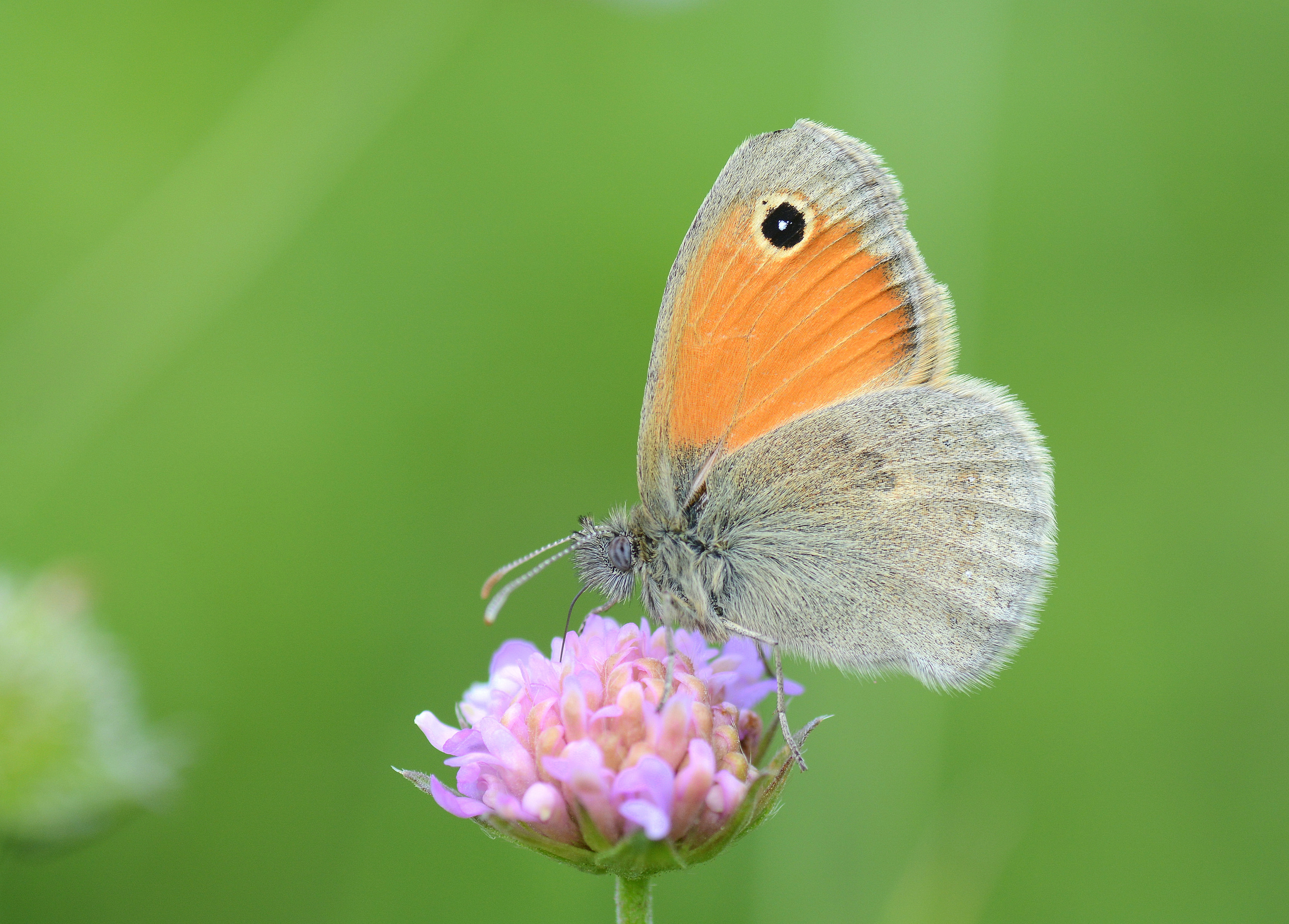 Coenonympha pamphilus (Küçük Zıpzıp Perisi) butterfly photo
