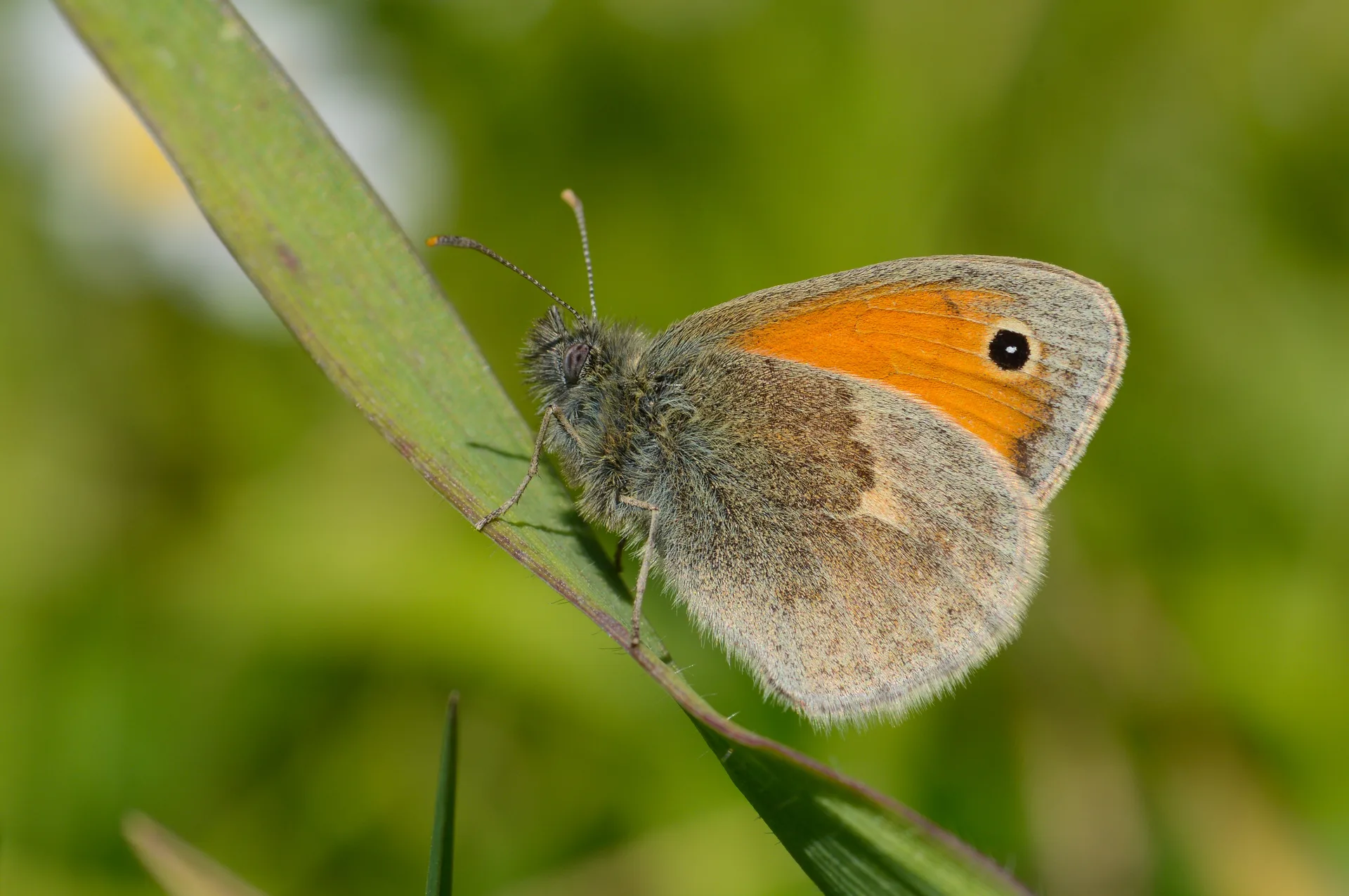 Coenonympha pamphilus (KÃ¼Ã§Ã¼k ZÄ±pzÄ±p Perisi) butterfly photo