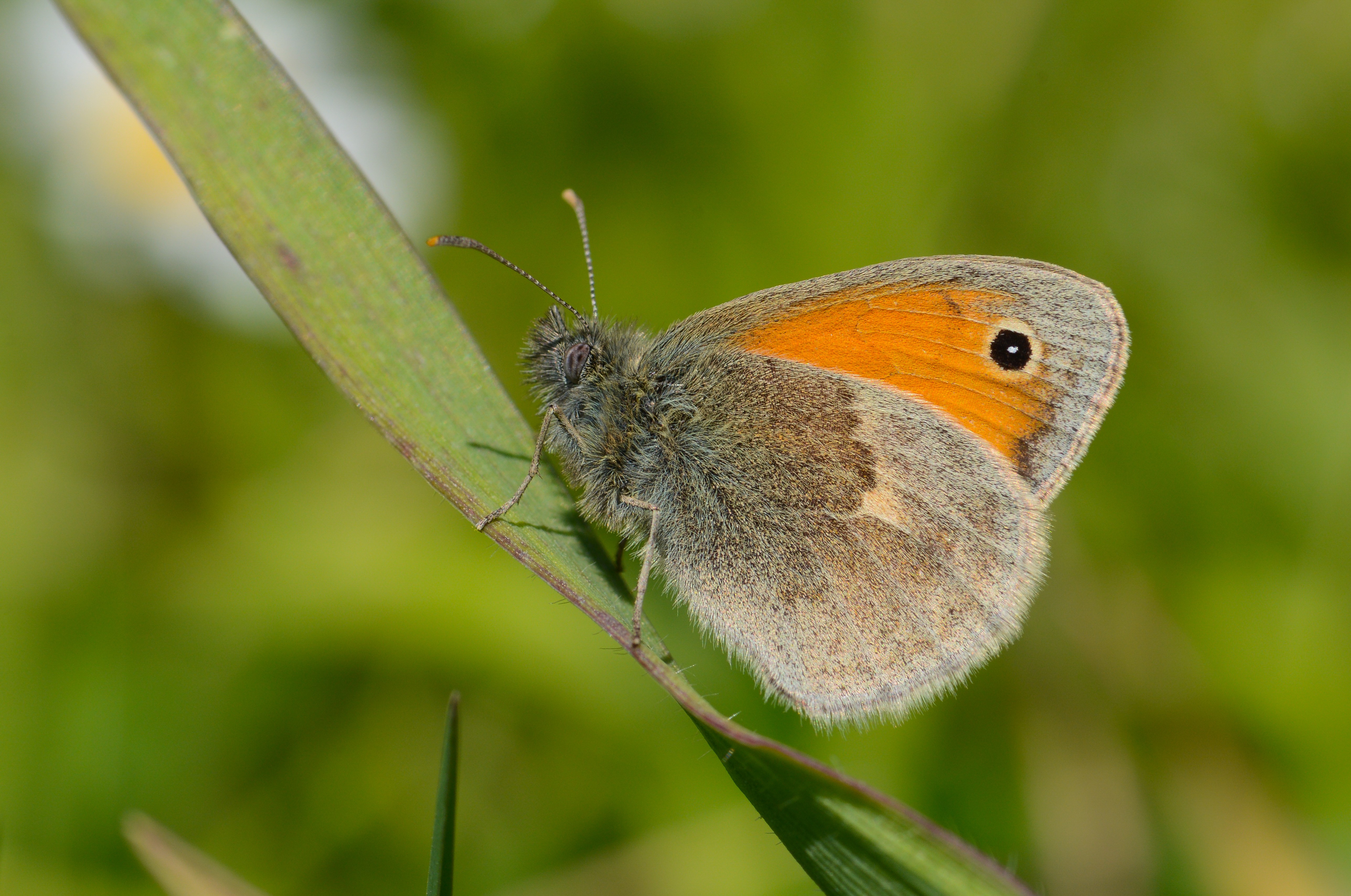 Coenonympha pamphilus (Küçük Zıpzıp Perisi) butterfly photo